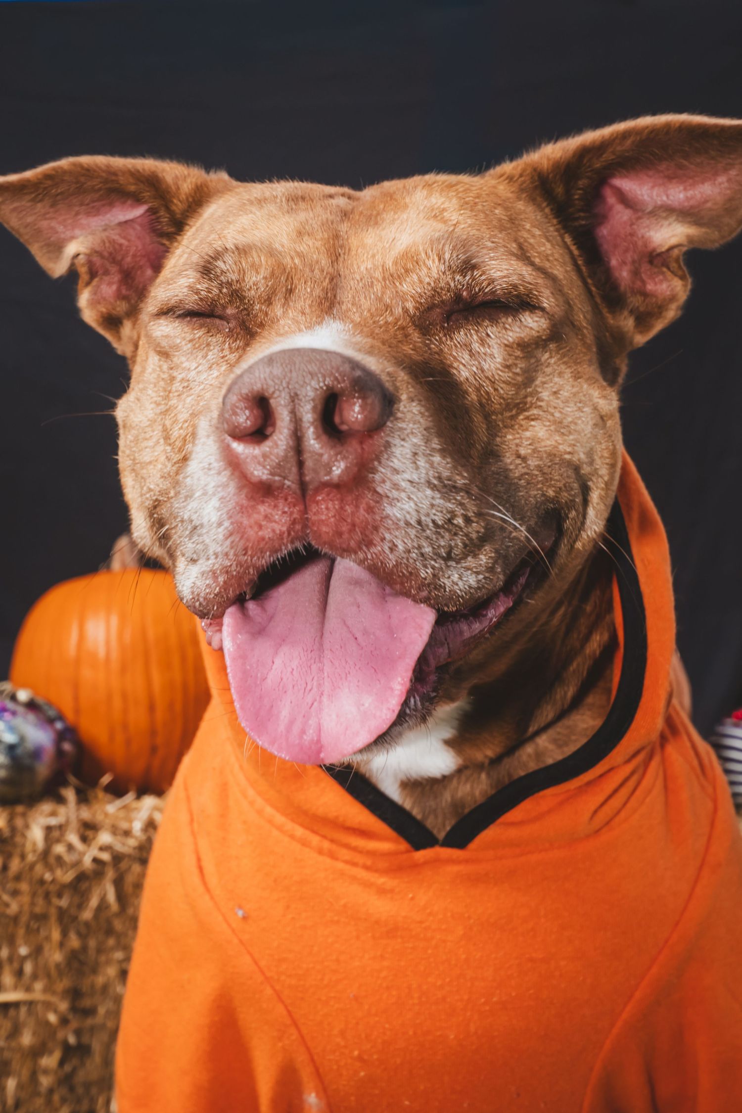 Happy brown and white dog with closed eyes and tongue out wearing an orange sweater beside a pumpkin and hay bale in a fall photo.