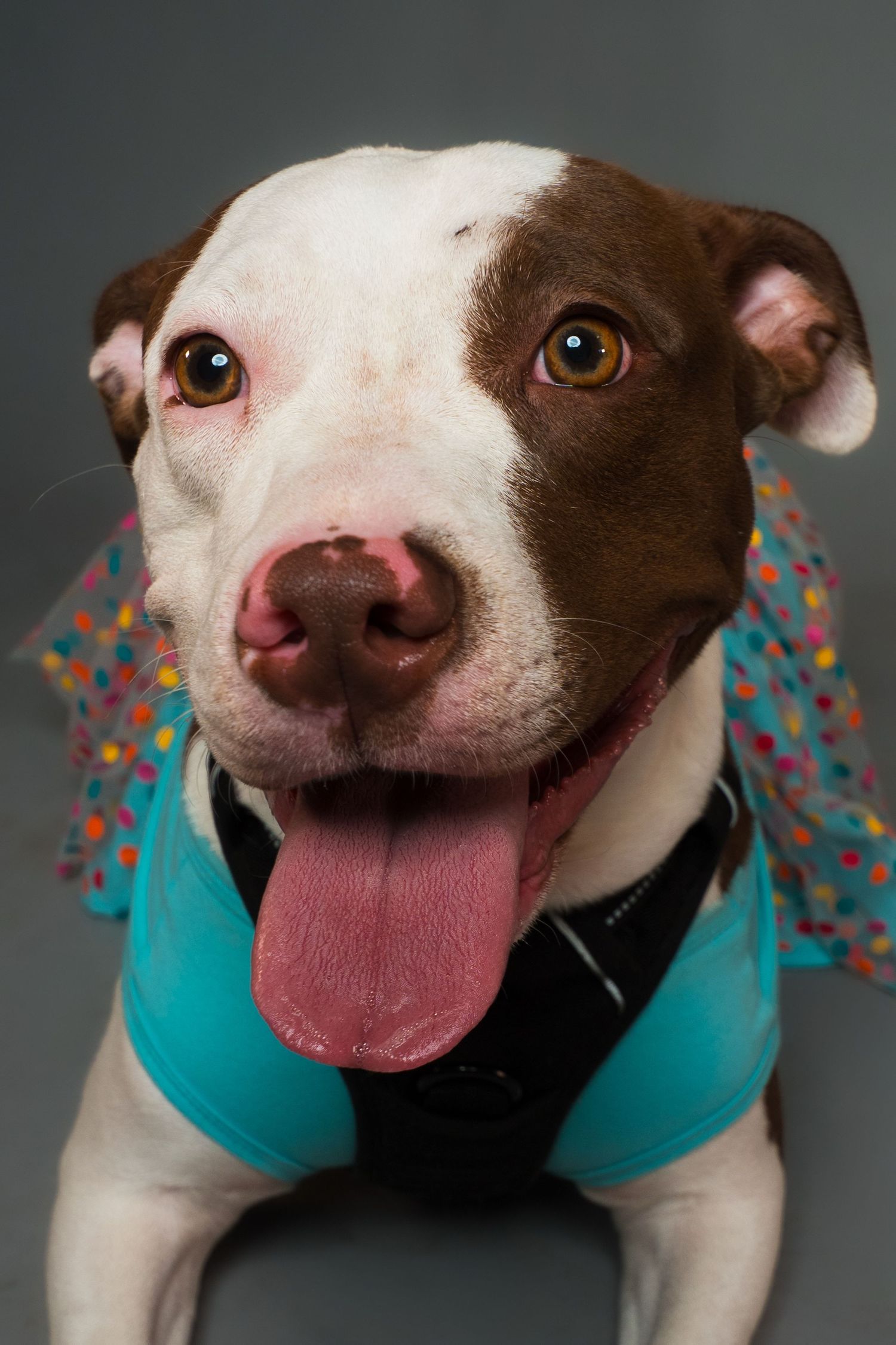 Brown and white pit bull terrier with a big smile and tongue out, wearing a teal shirt and black harness with a colorful polka dot tutu.