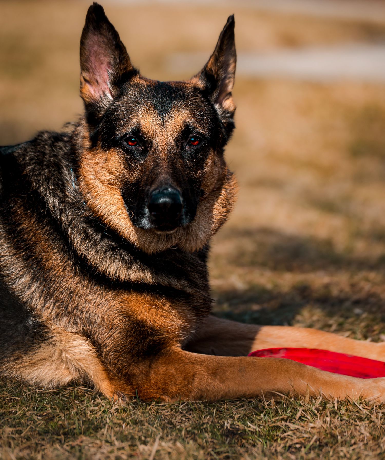 Close-up portraits of a German Shepherd dog resting outdoors on natural ground.