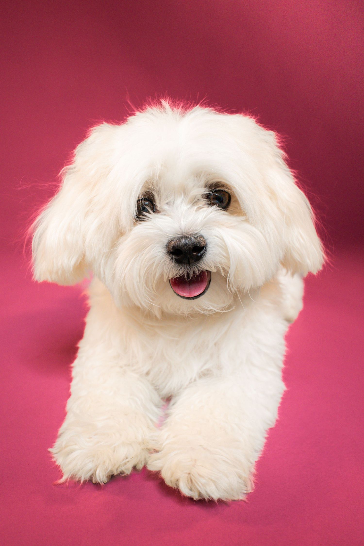 Fluffy white Maltese puppy with mouth open sitting against a vibrant pink background.