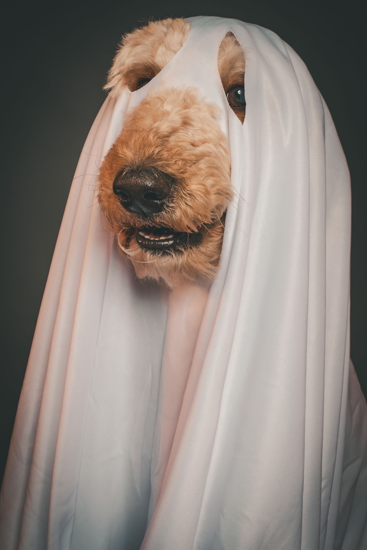 Golden retriever dog wearing a white sheet ghost costume for Halloween against a dark background.