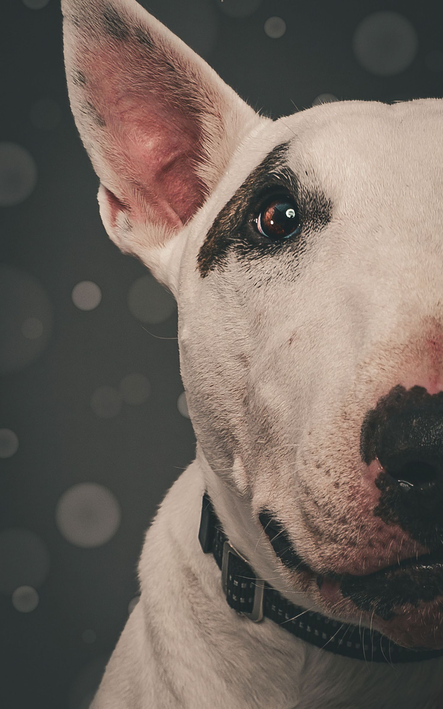 Close-up portrait of a white Bull Terrier dog wearing a black collar against a dark bokeh background.