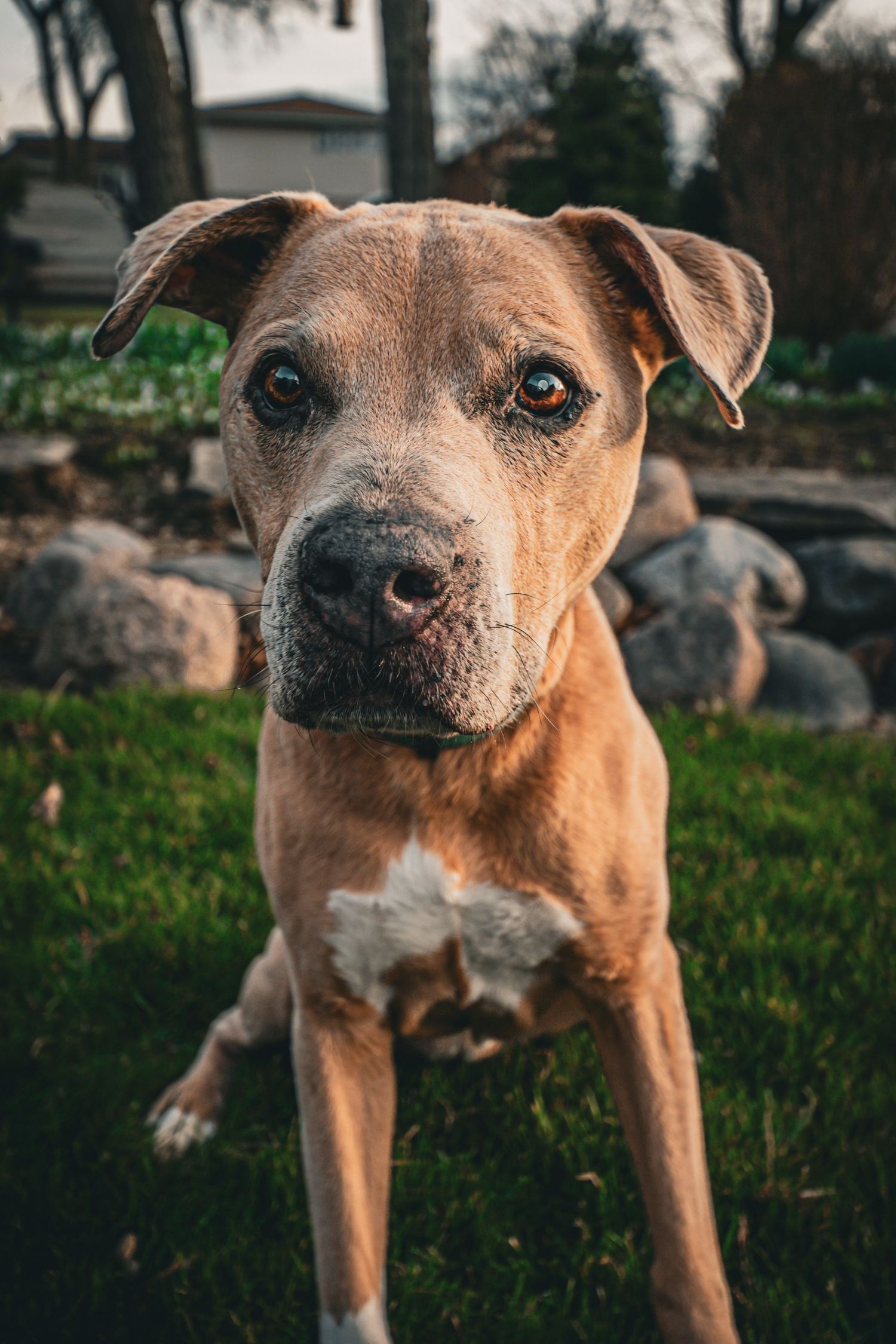 Close-up portrait of a tan and white pit bull type dog with expressive eyes standing on grass.