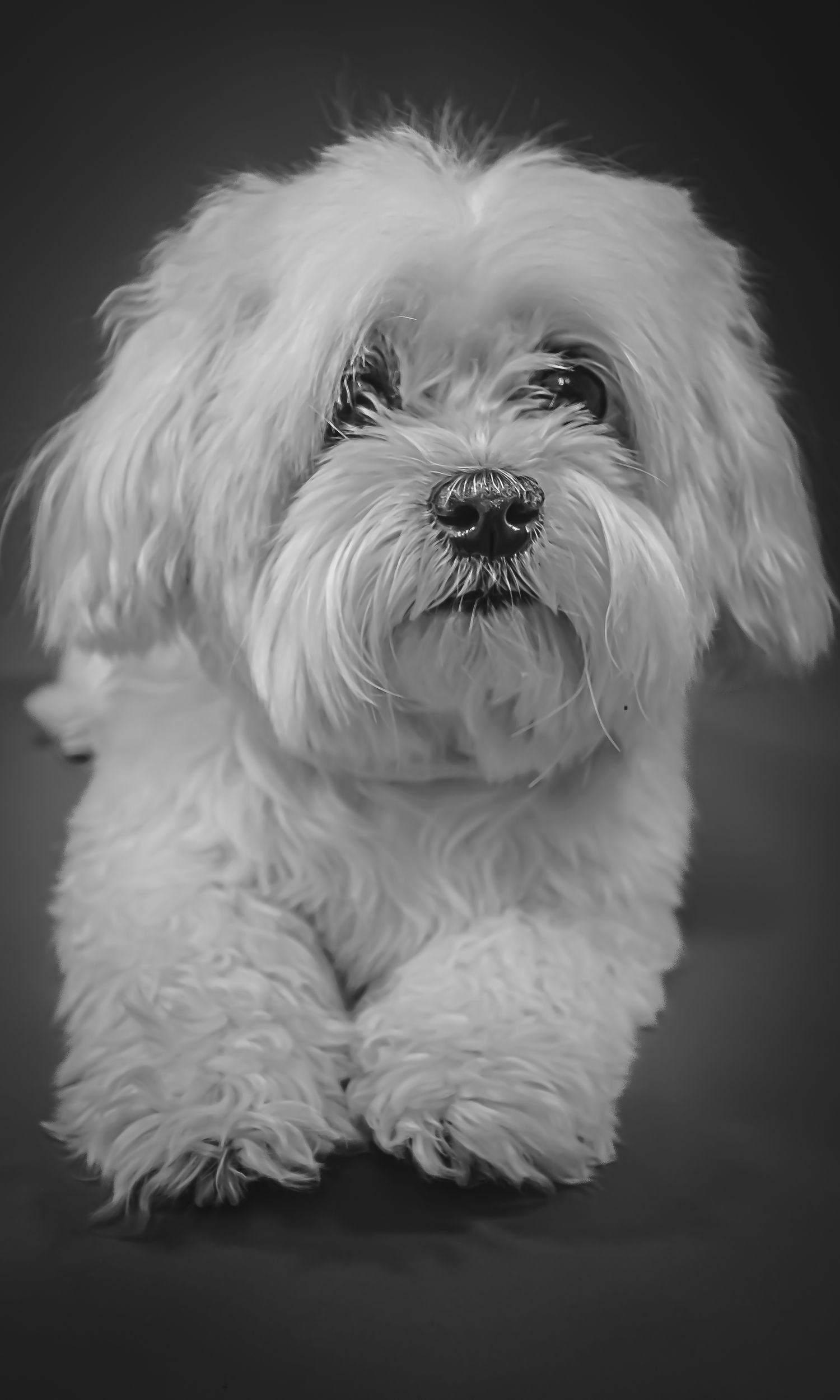 Black and white portrait of a fluffy white Maltese dog lying down, looking directly at the camera.