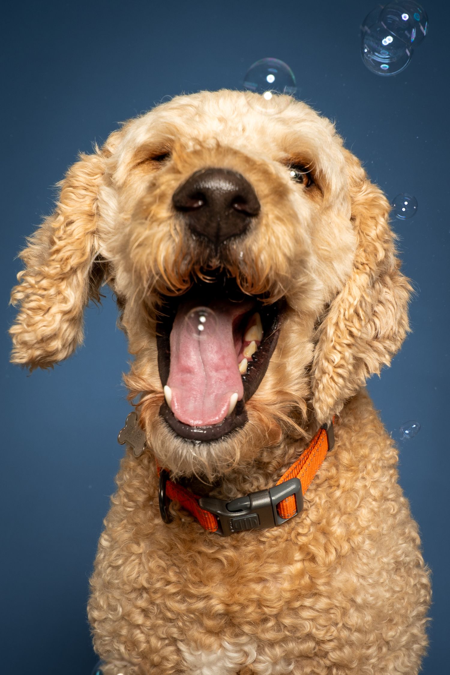 A happy golden Labradoodle with curly fur and orange collar sits mouth open, surrounded by floating bubbles on blue background.