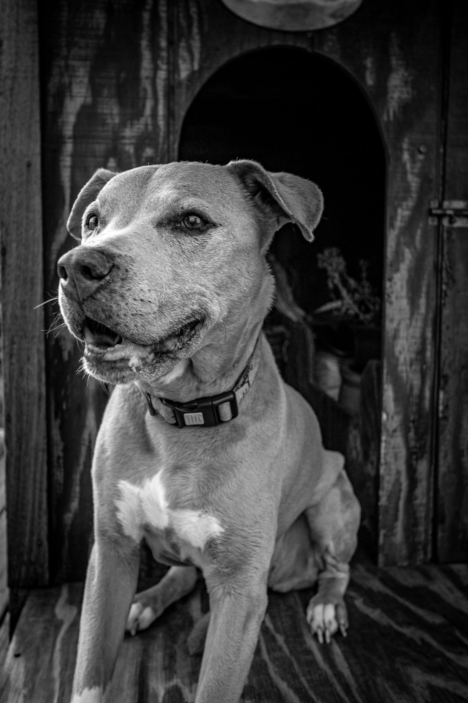 Black and white photo of four pit bull dogs sitting in a row against a wooden fence background.