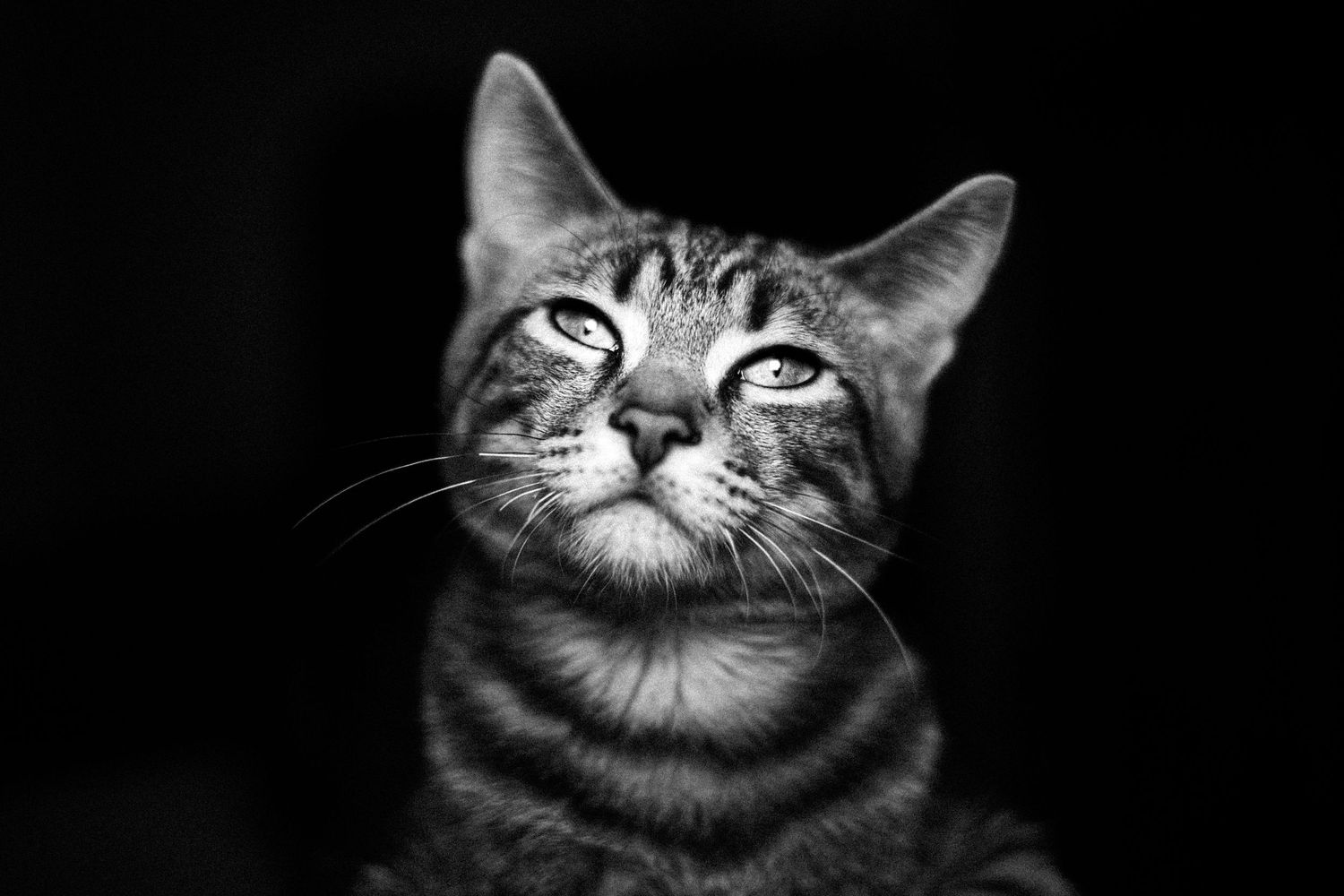 Black and white portrait of a tabby cat with striped fur gazing upward against a dark background.