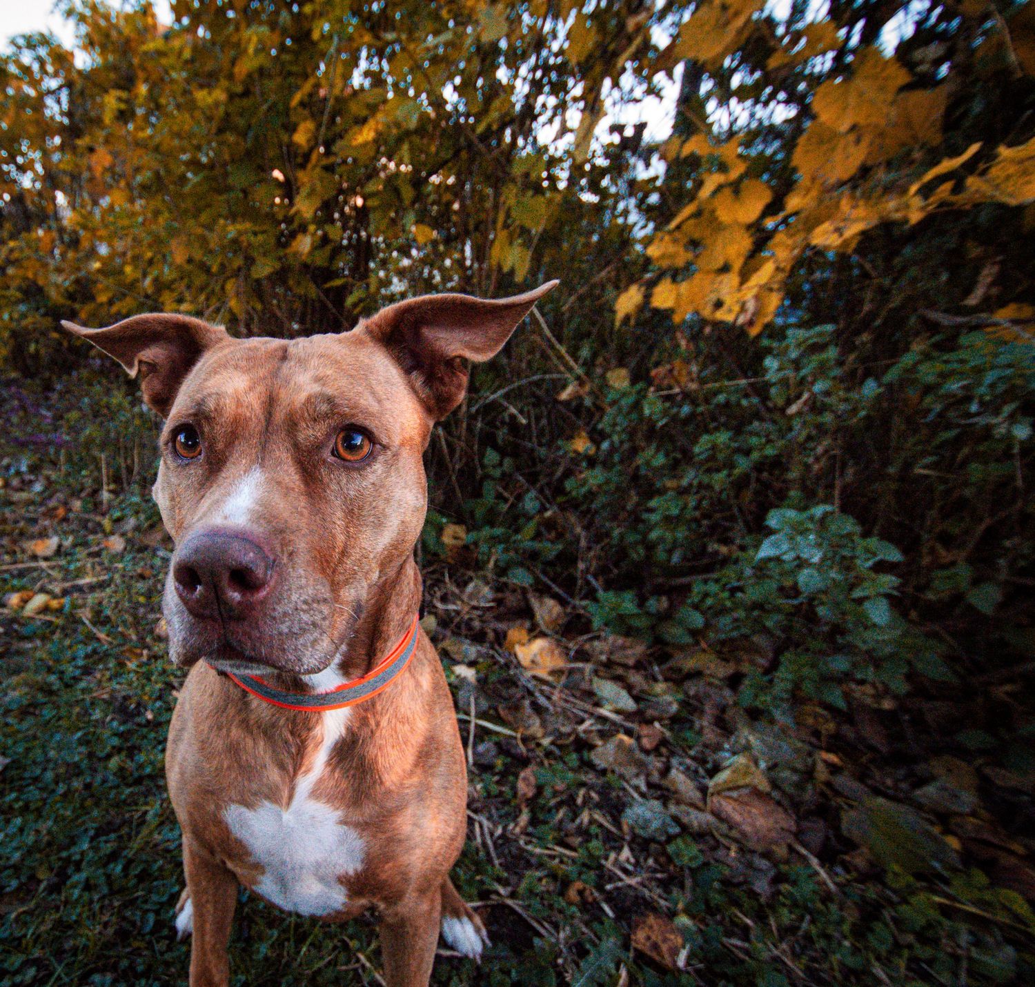 Brown pit bull poses outdoors with autumn foliage and golden sunlight in the background.