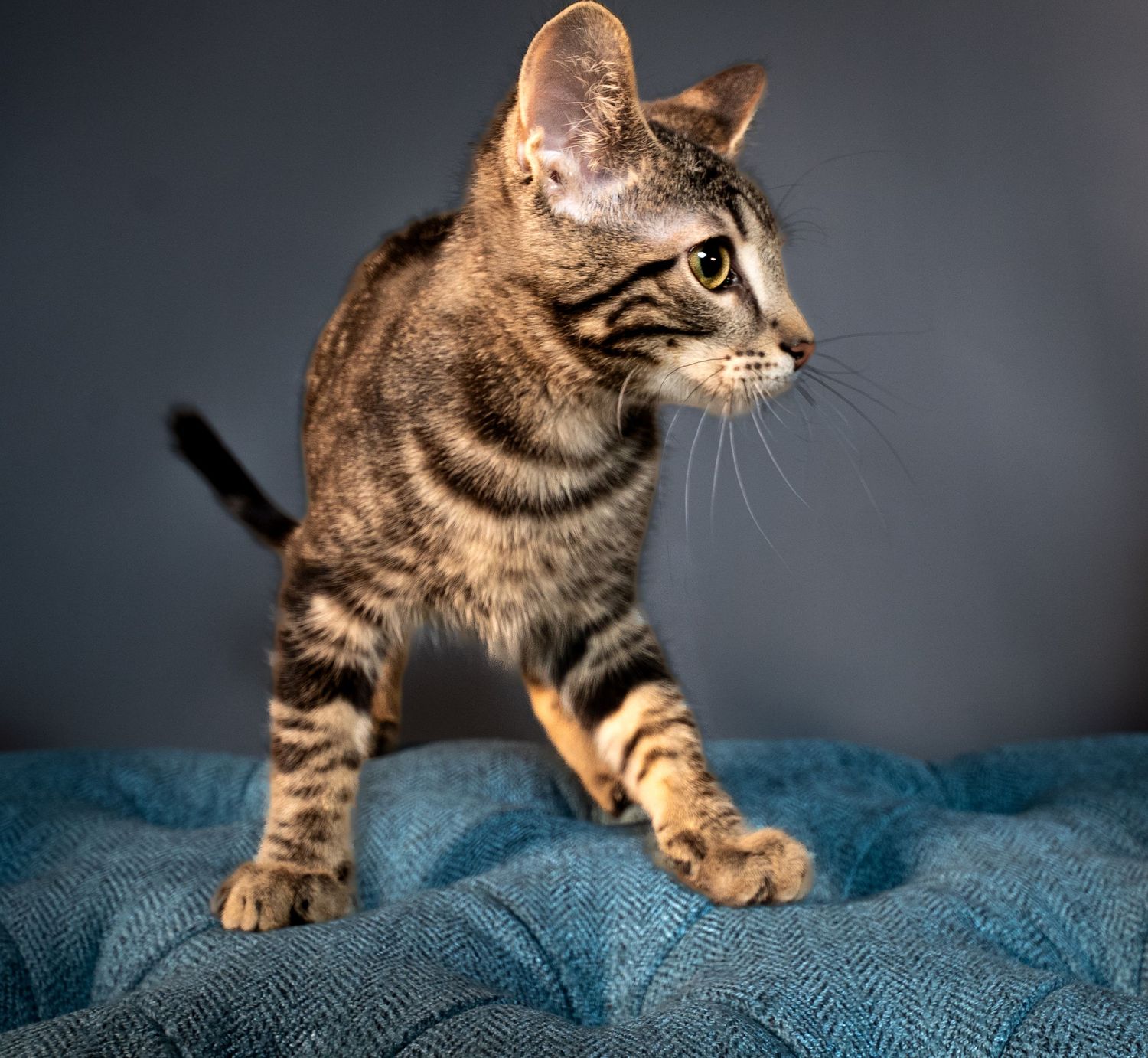 Tabby cat walking across blue textured fabric with dramatic side lighting against dark background.