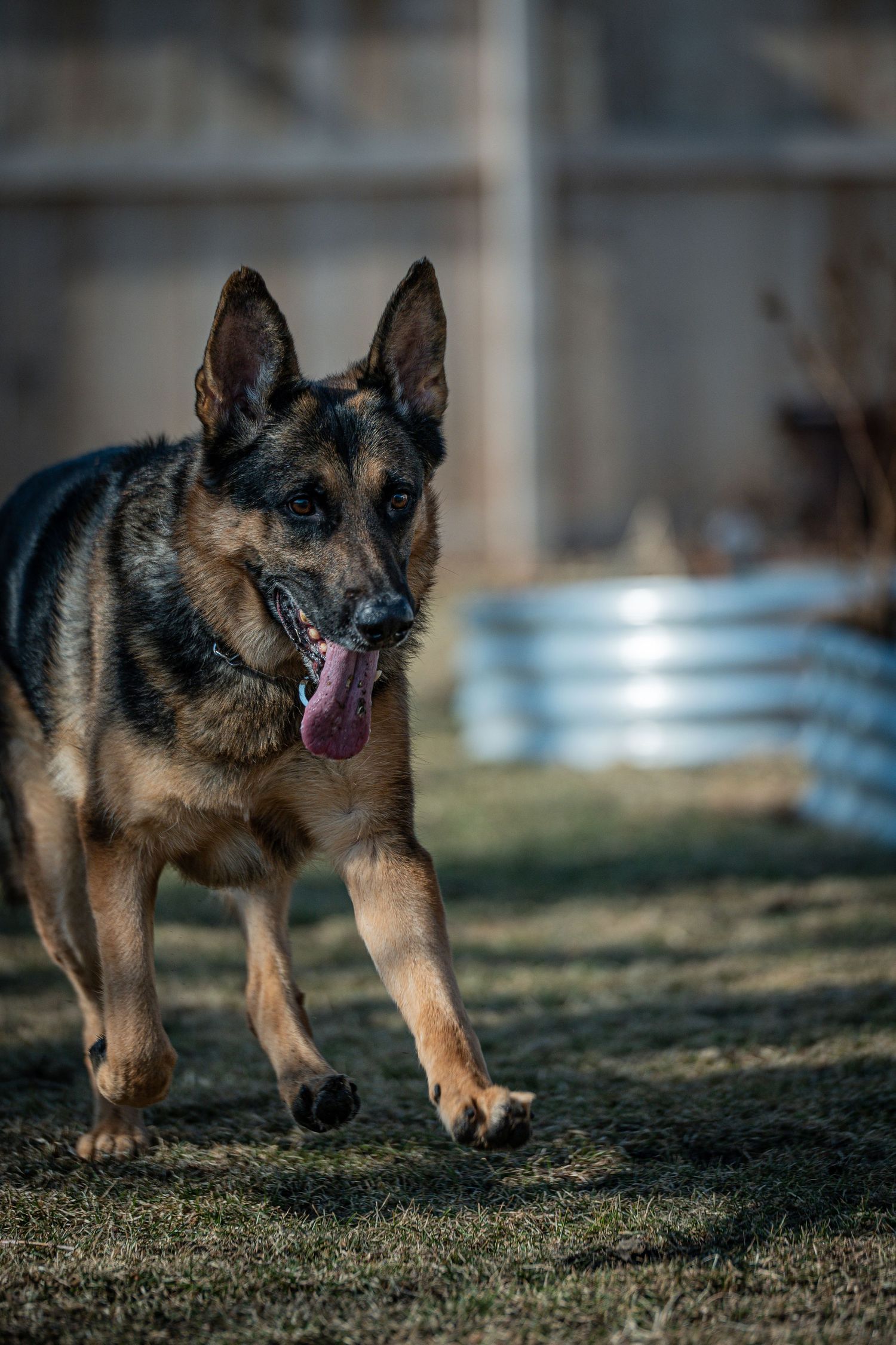 German Shepherd dog running energetically across a backyard with tongue out and alert expression.