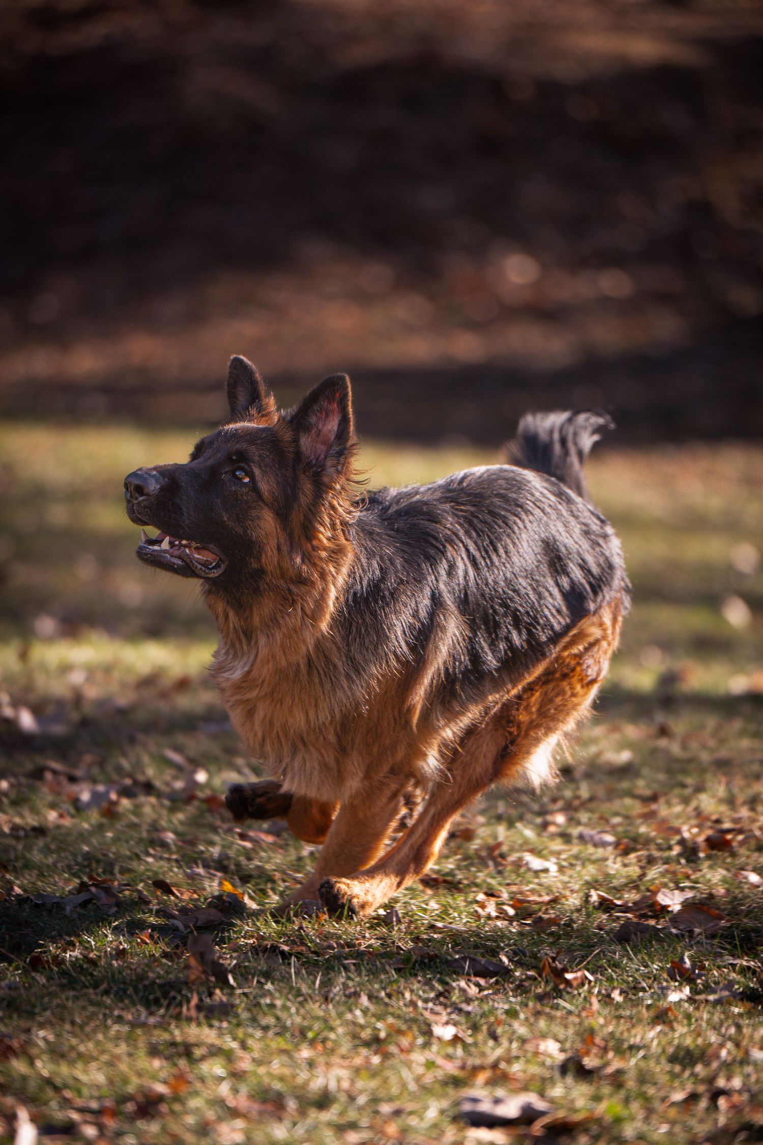 Long-haired dachshund running playfully through autumn leaves in warm sunlight.