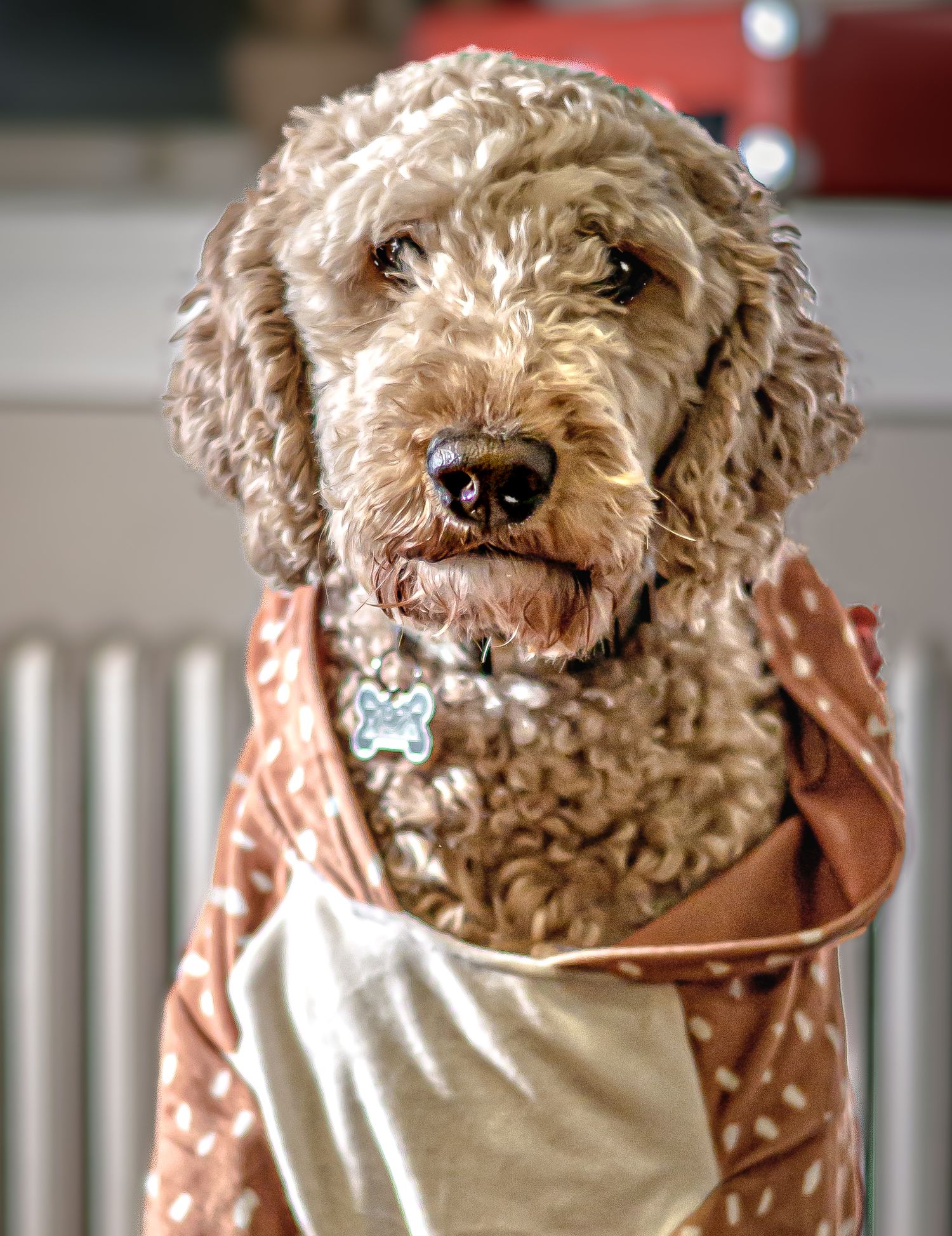 A fluffy goldendoodle dog wearing a beige and polka dot outfit poses for a series of close-up portrait shots.