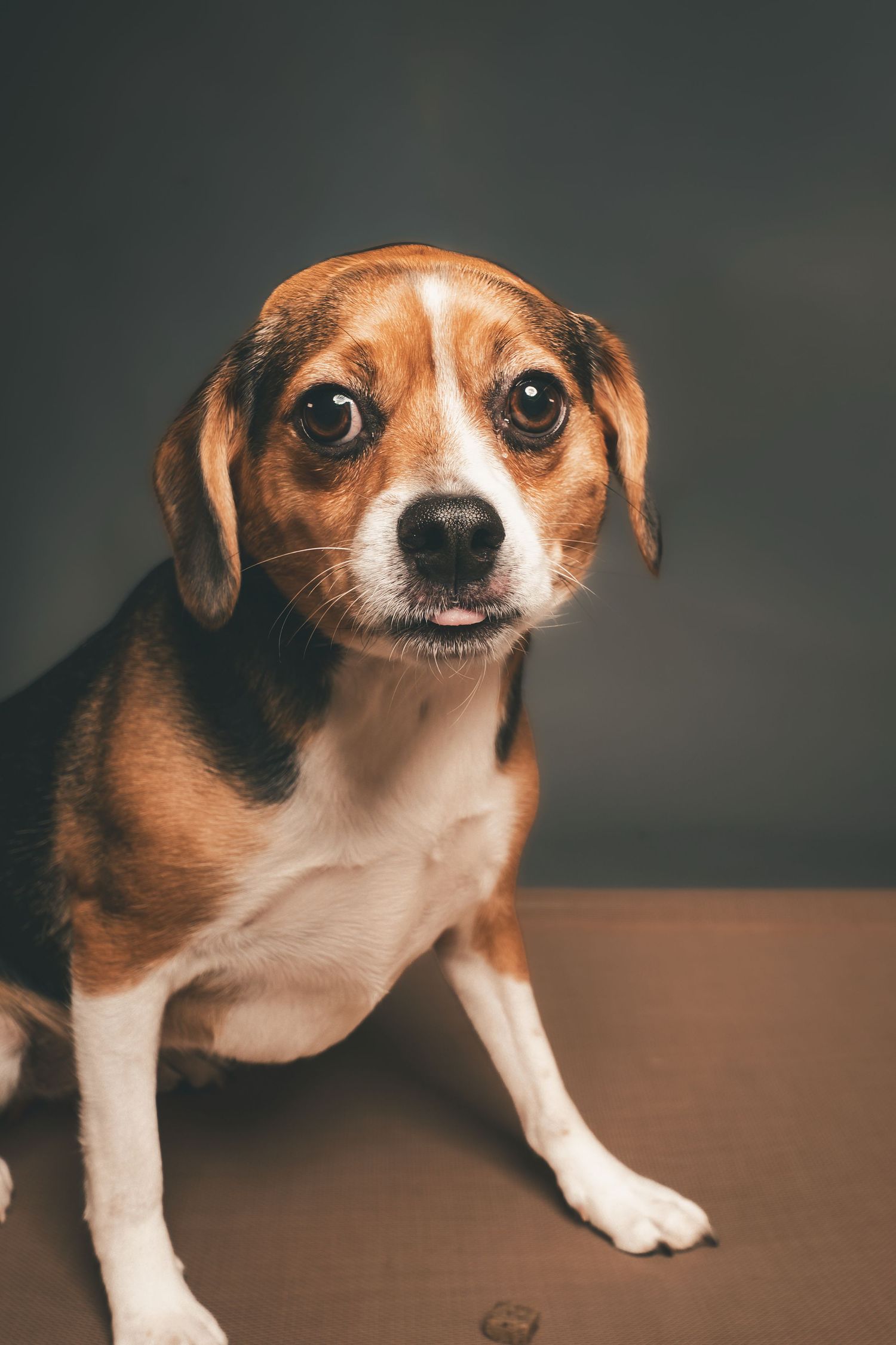 Studio portrait of a tricolor beagle mix dog with big brown eyes and floppy ears sitting against a dark background.