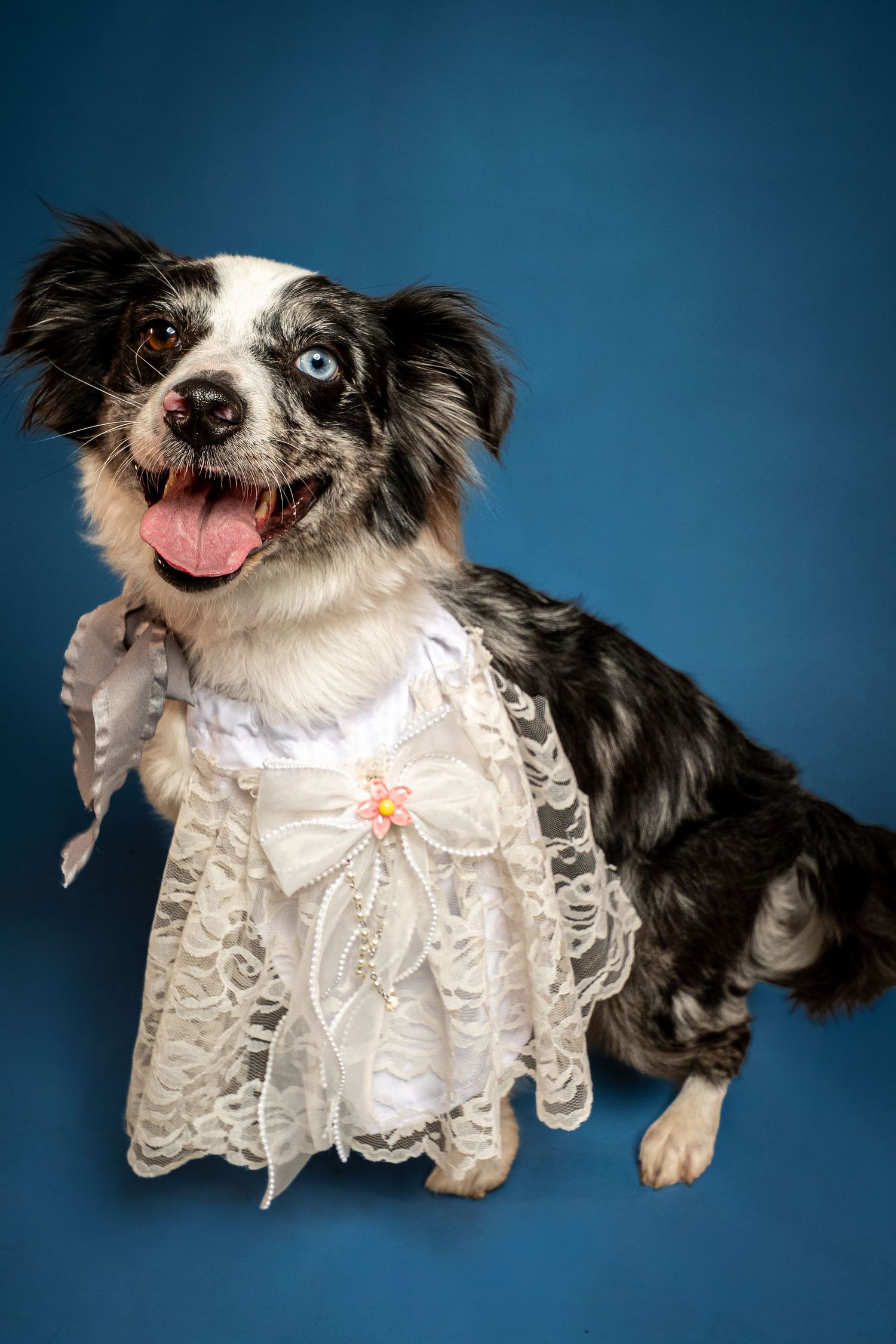 Happy blue merle dog with one blue eye and tongue out, wearing a white lace wedding dress with a bow against a blue studio backdrop.