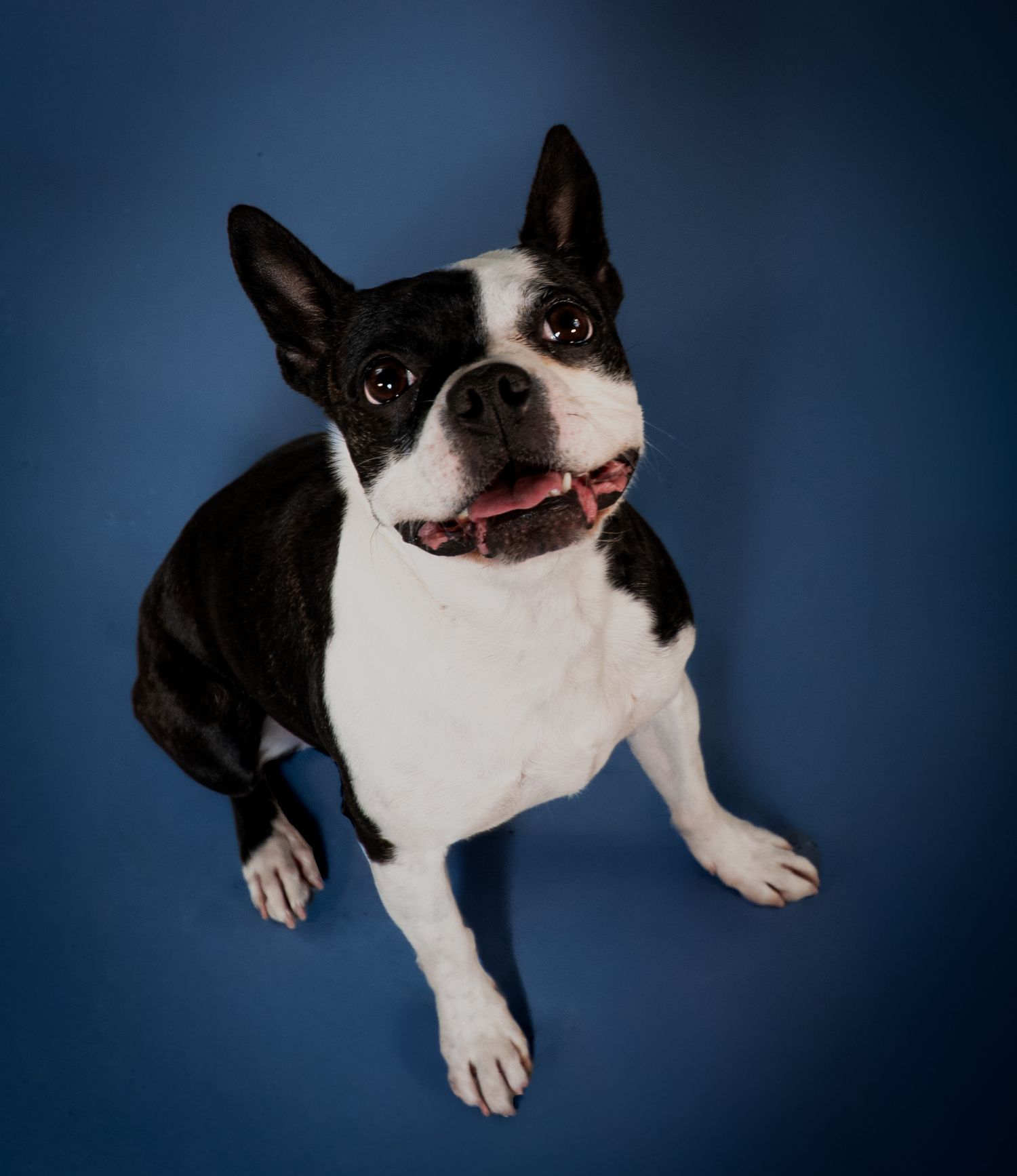 A happy Boston Terrier with black and white markings sits looking up against a dark blue studio background.