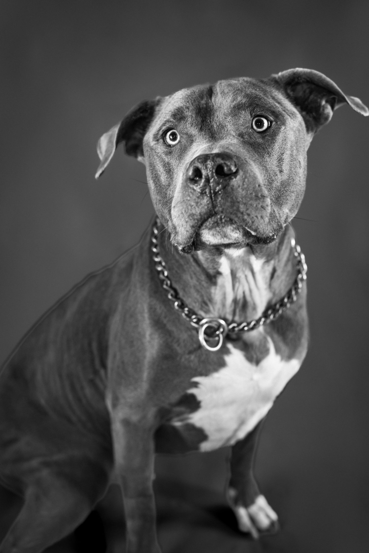 Black and white portrait of a pit bull wearing a chain collar against dark background.
