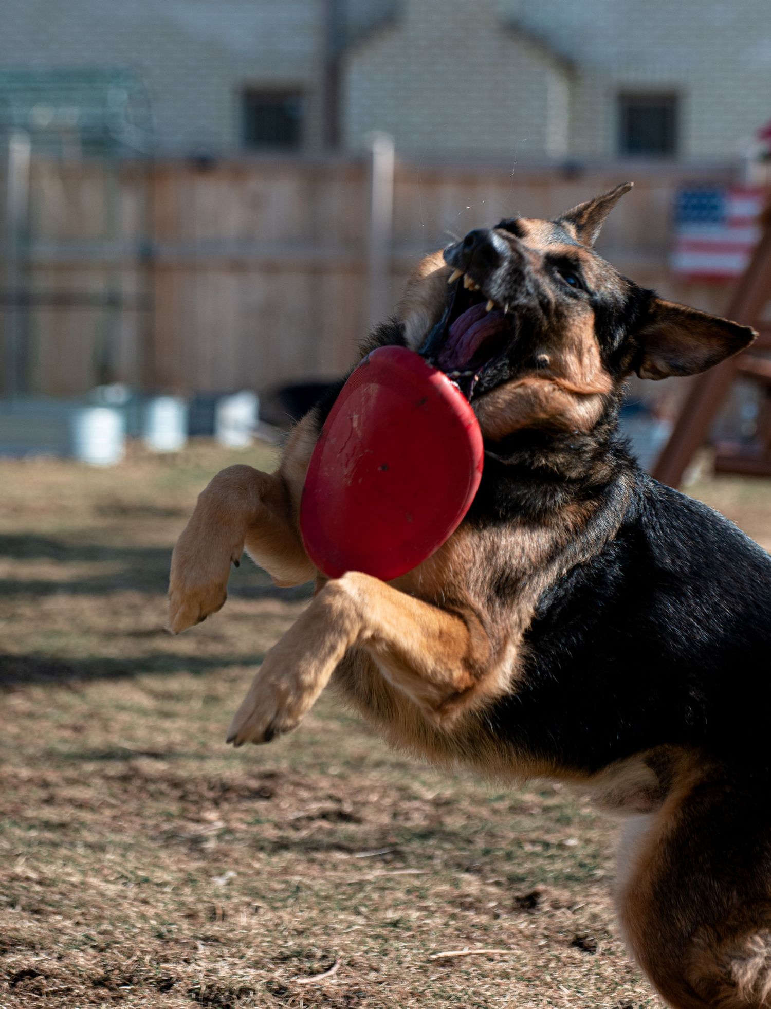 German Shepherd dog catches a red ball in mid-air while playing fetch in a sequence of action shots.