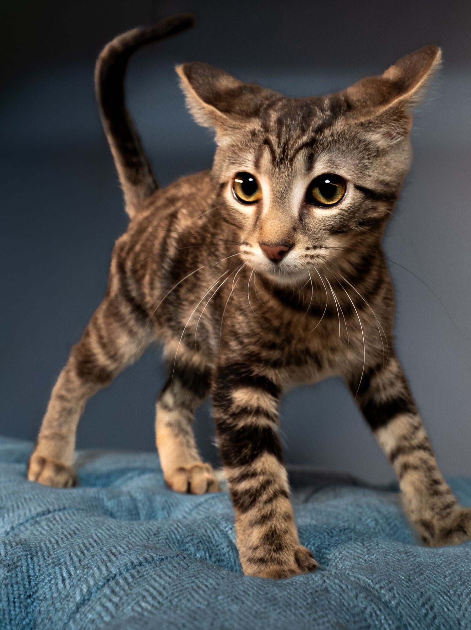 Playful brown tabby cat with bright eyes strikes a dynamic pose on blue textured fabric.