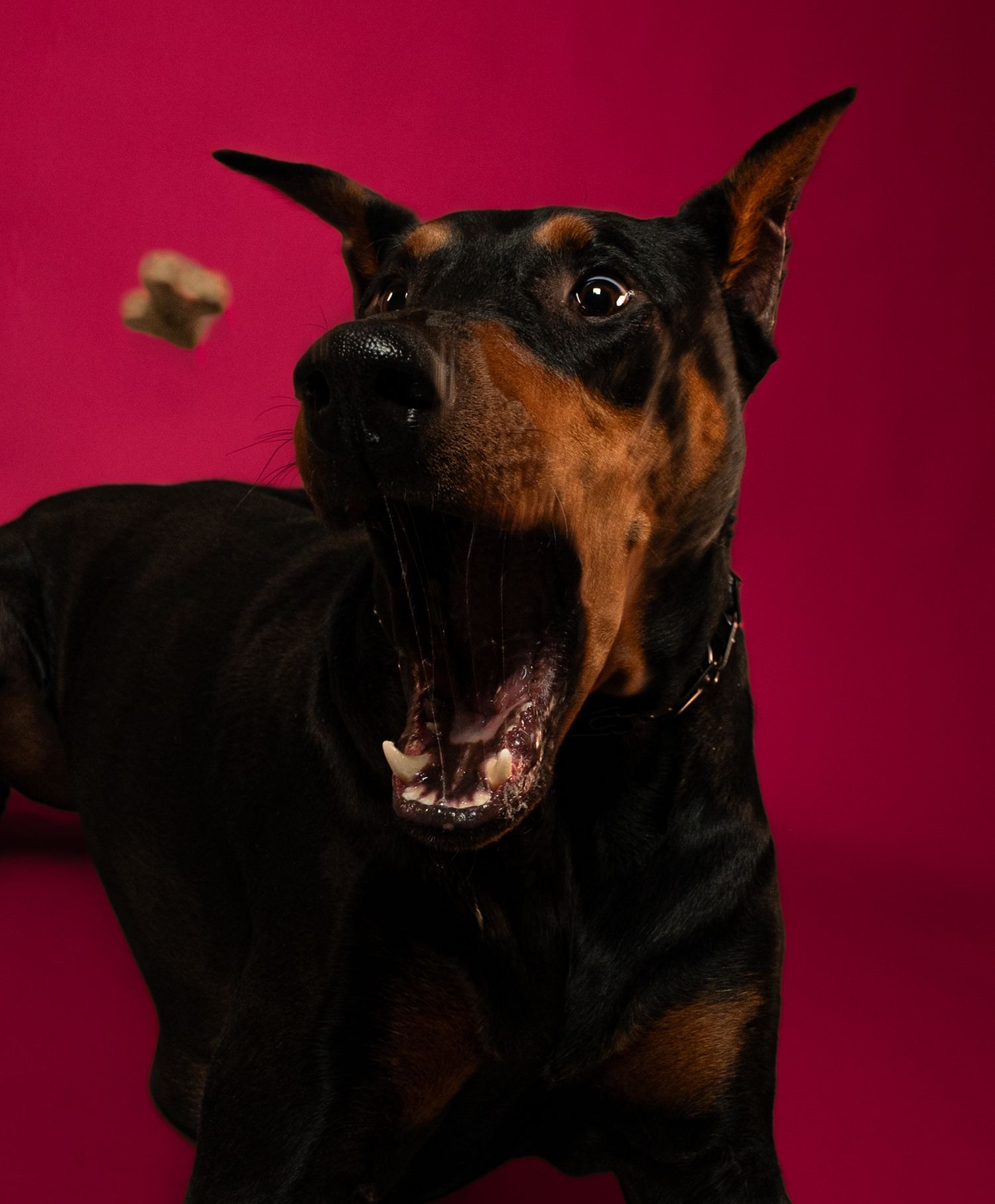 Sequence of photos showing a Doberman dog making expressive faces against a dark red background.