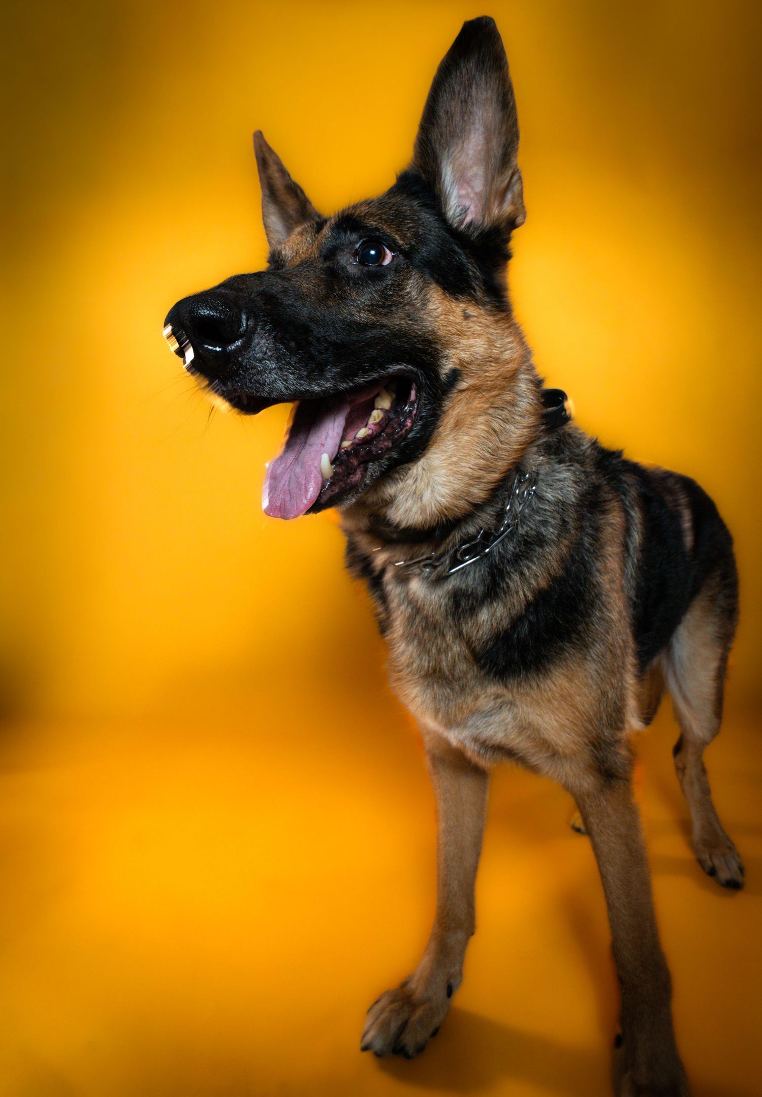 German Shepherd puppy photographed against vibrant orange background in dynamic action poses showing playful energy.
