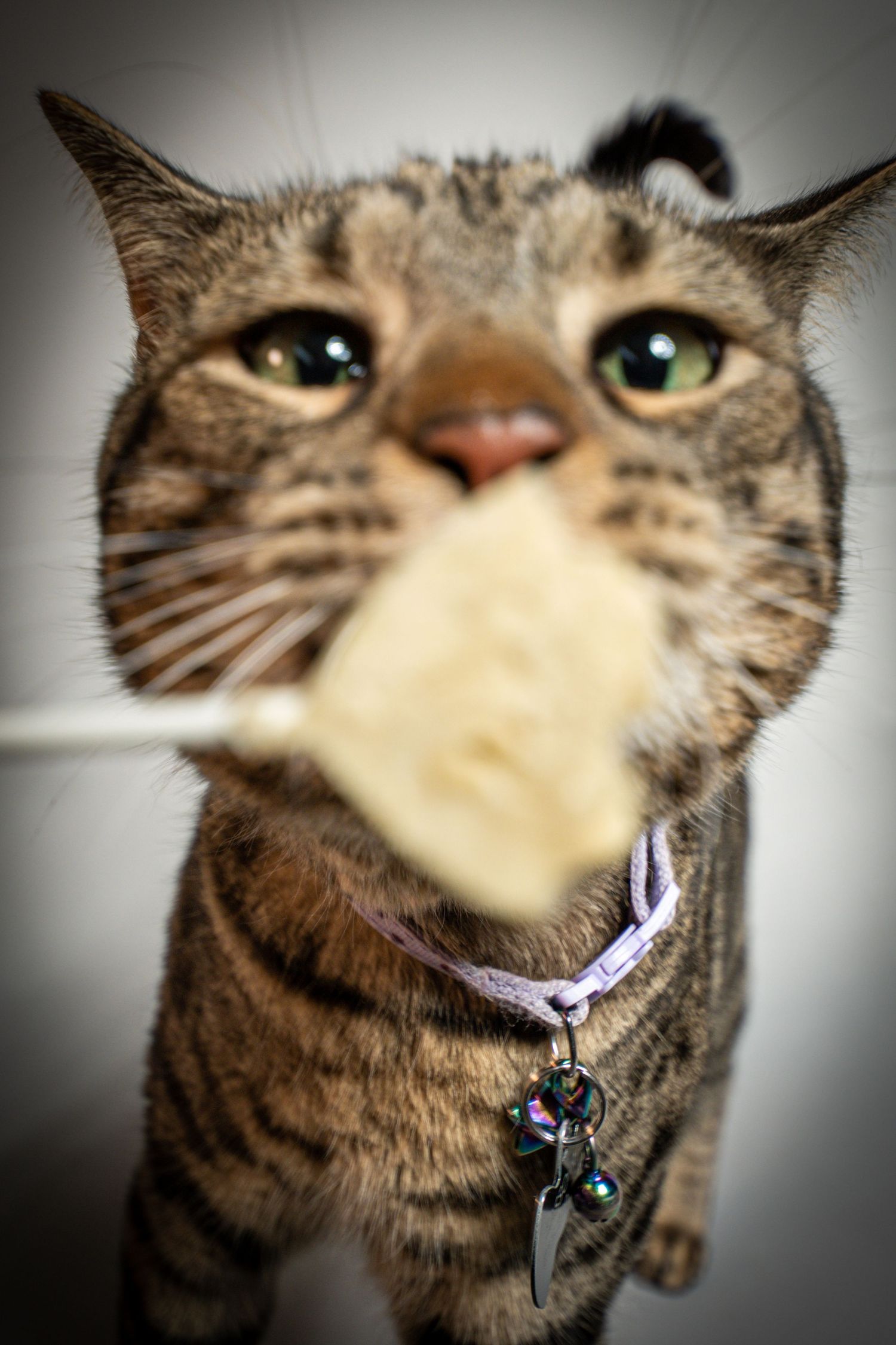 A tabby cat with green eyes and a bell collar looks up curiously at a treat on a stick.