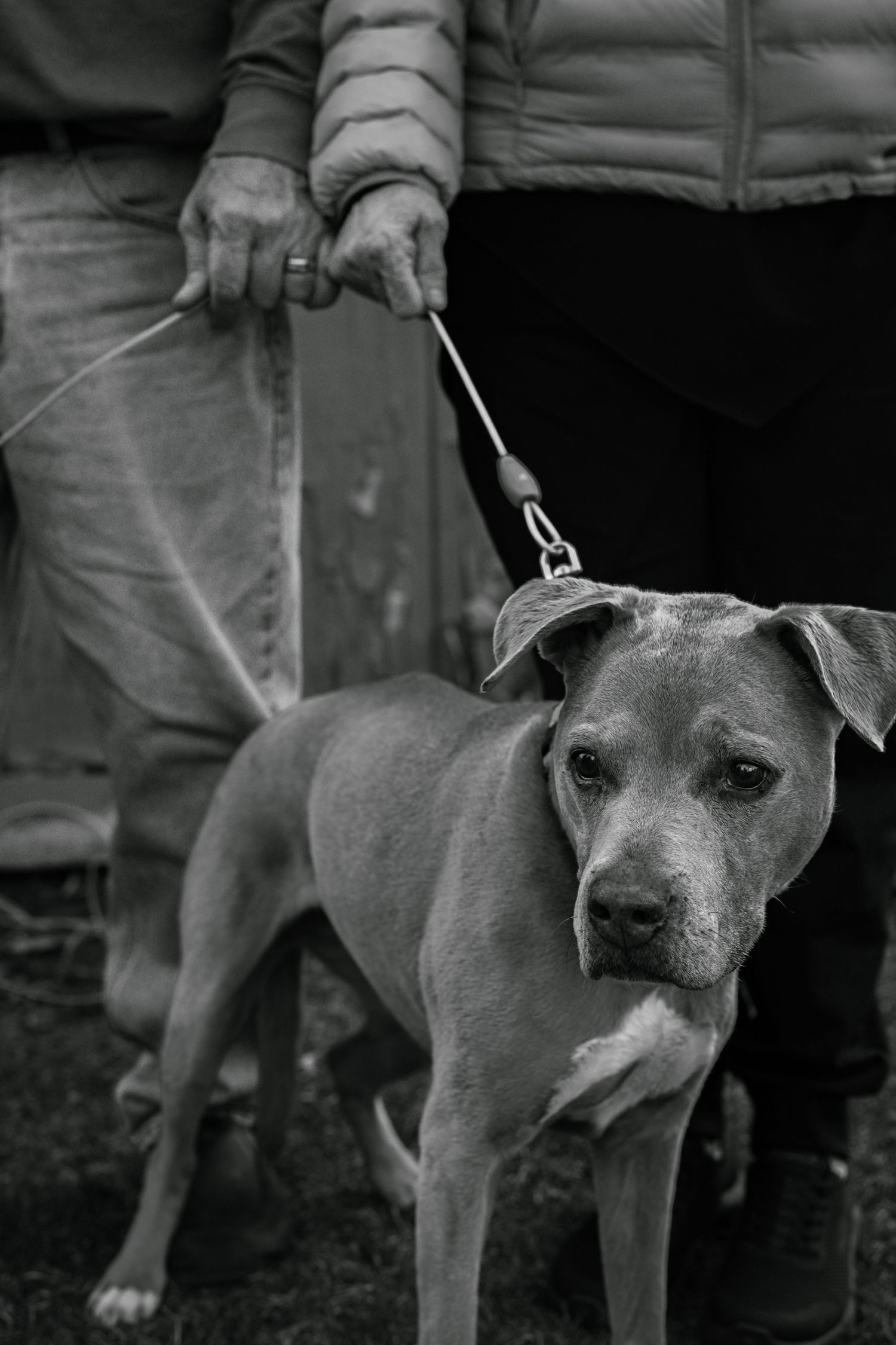 Black and white photo of leashed pit bull mix dog on walk with handler visible in background.