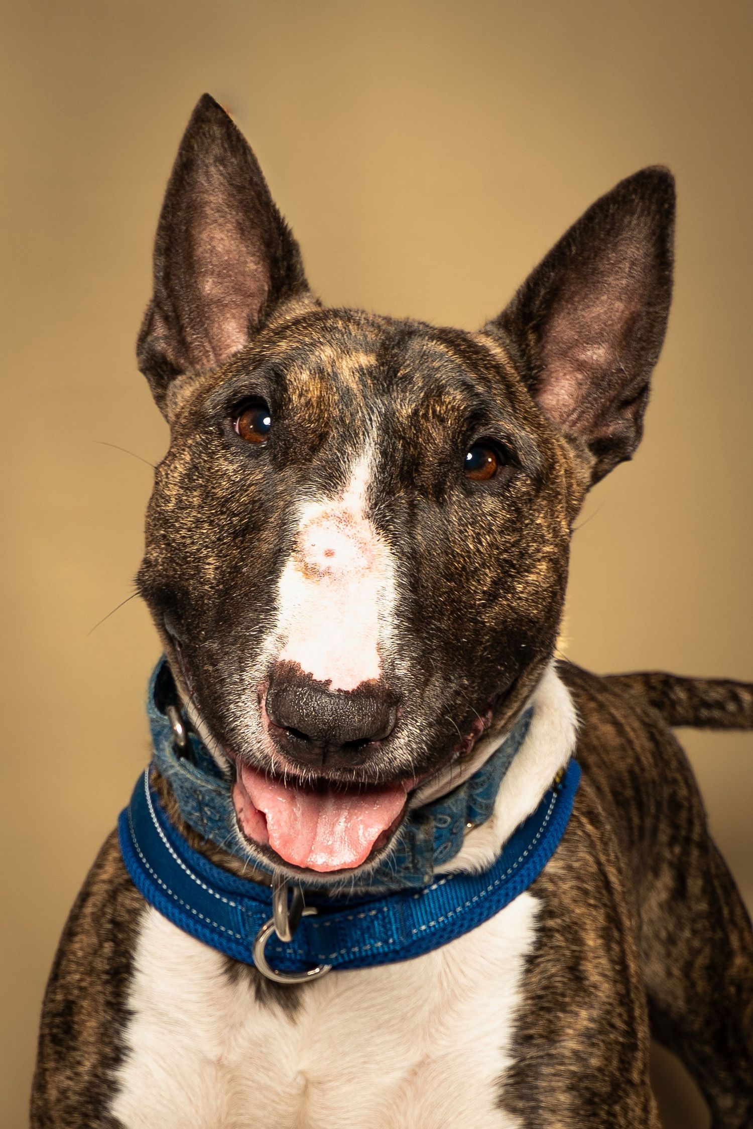 Brindle Bull Terrier dog with blue collar, white blaze on nose, mouth open and tongue out, studio portrait on tan background.