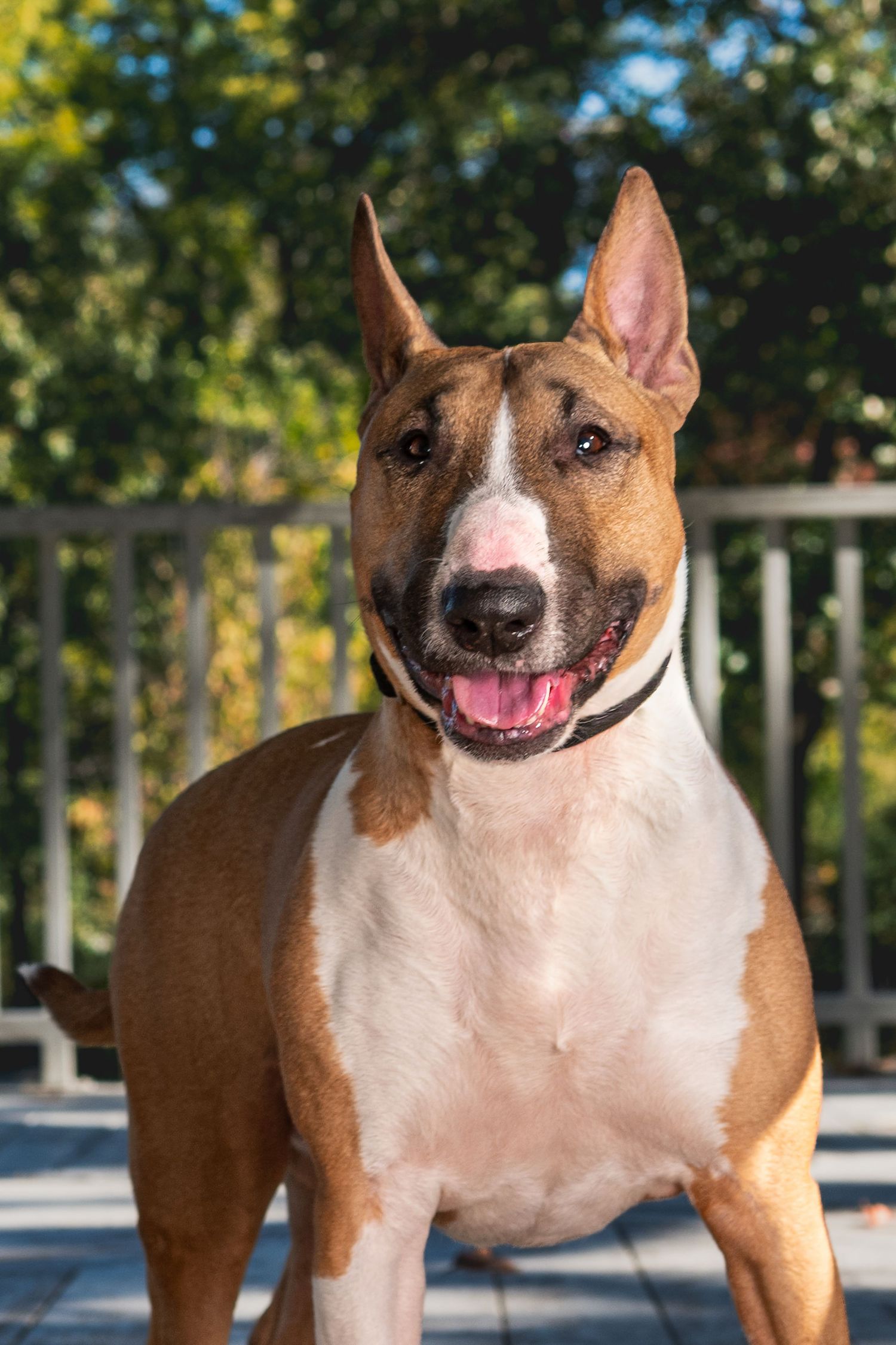 Smiling brown and white Bull Terrier with erect ears and a dark collar standing on a wooden deck in front of green trees.