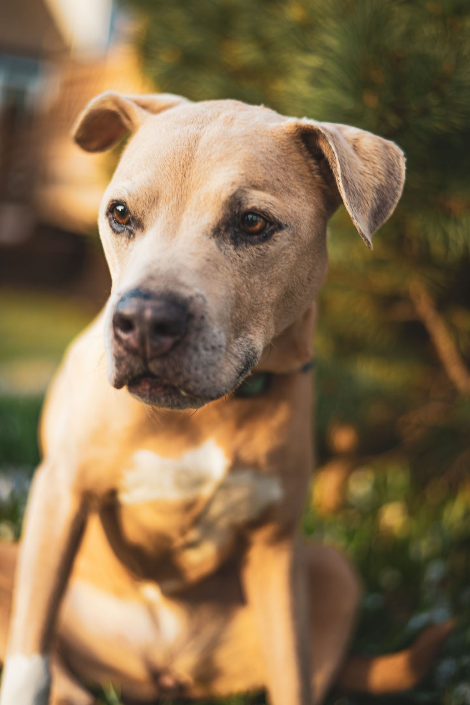 Close up portrait of tan pit bull mix dog with gentle expression in outdoor setting with soft bokeh background.