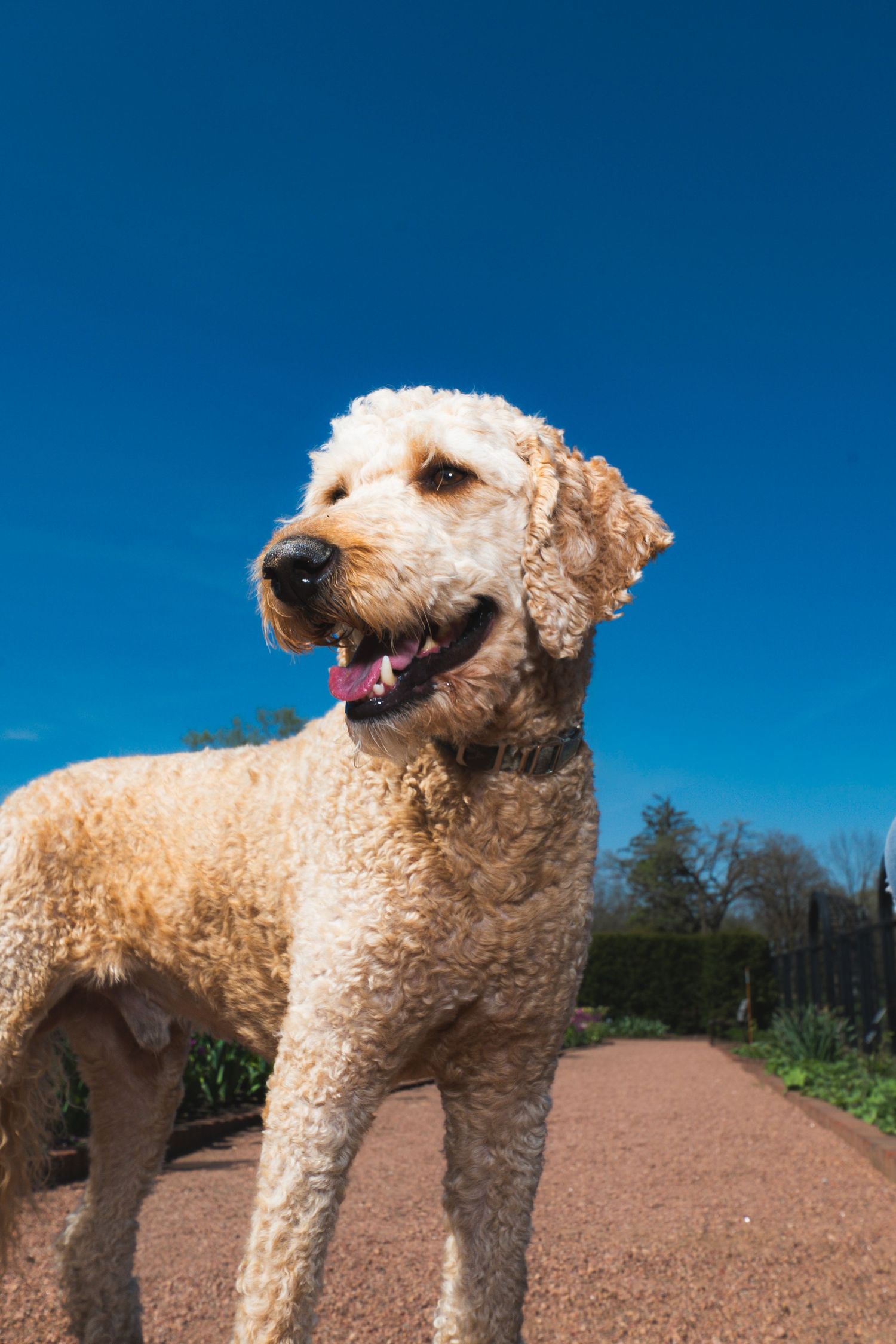 A fluffy golden Labradoodle stands on a sandy path outdoors under a bright blue sky, mouth open and tongue visible.