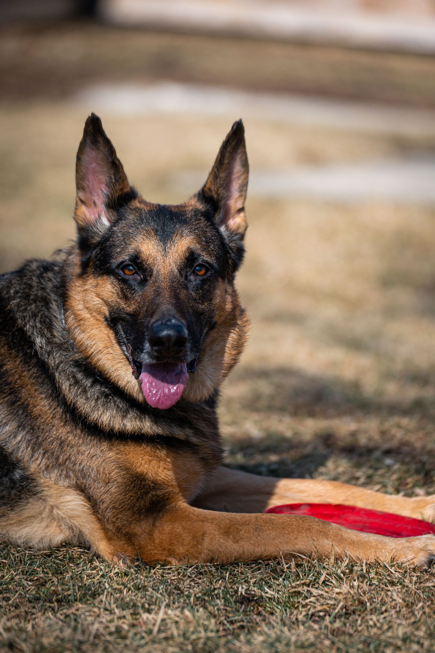 German Shepherd dog lying on grass with red frisbee showing happy expressions in close-up shots.