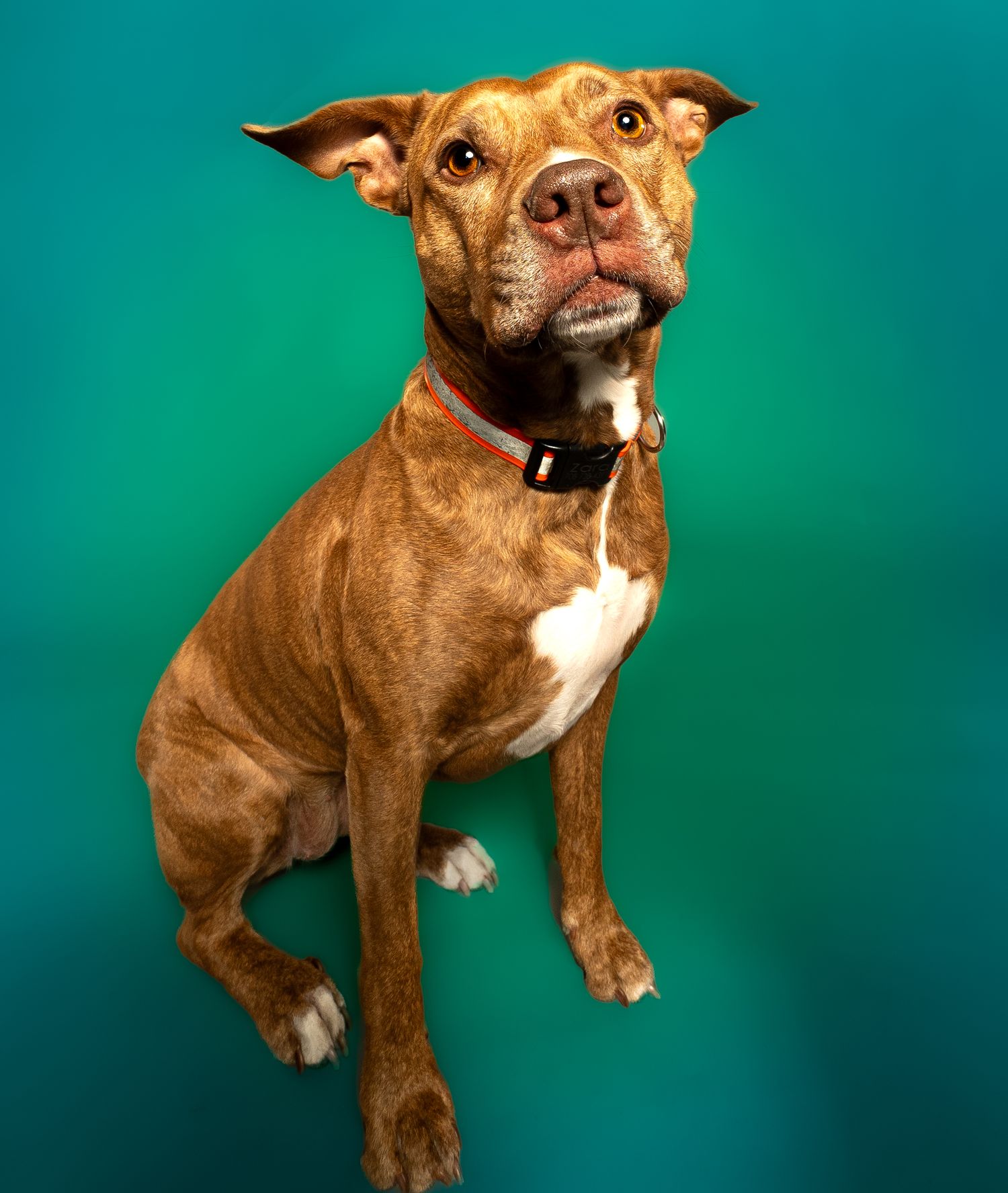 Brown pit bull mix dog with white chest sitting alertly against turquoise background in studio portrait.
