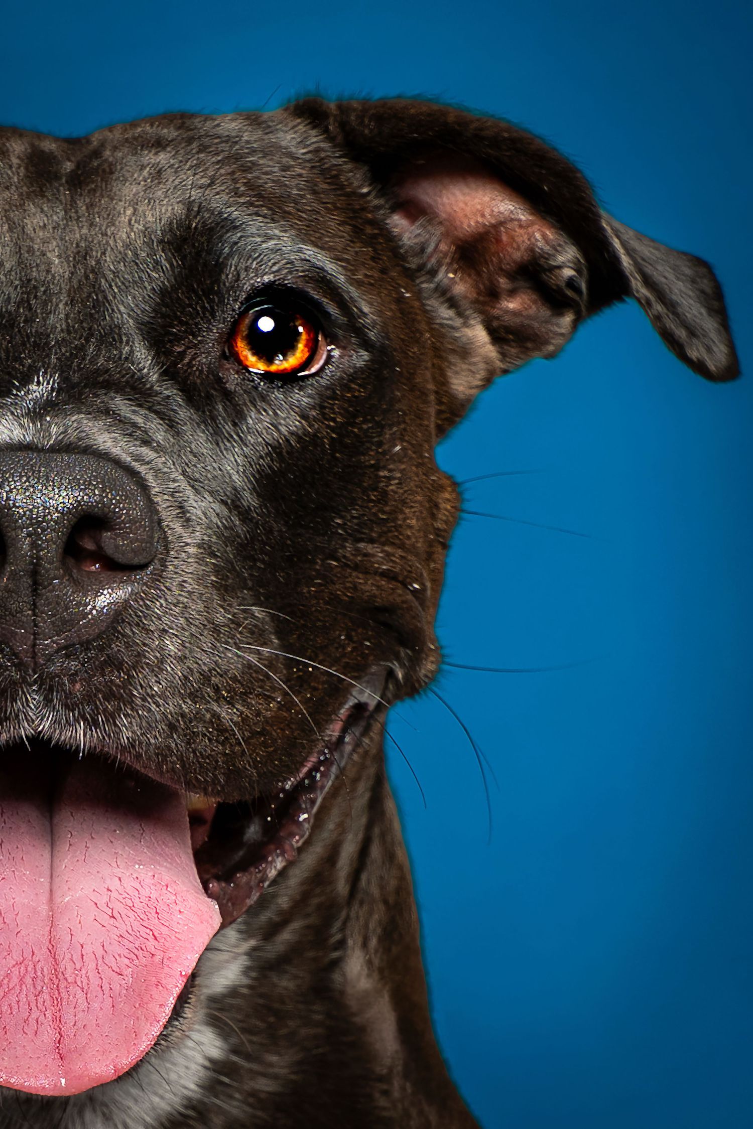 Close-up portrait of a happy black Pit Bull dog with tongue out against a blue background.