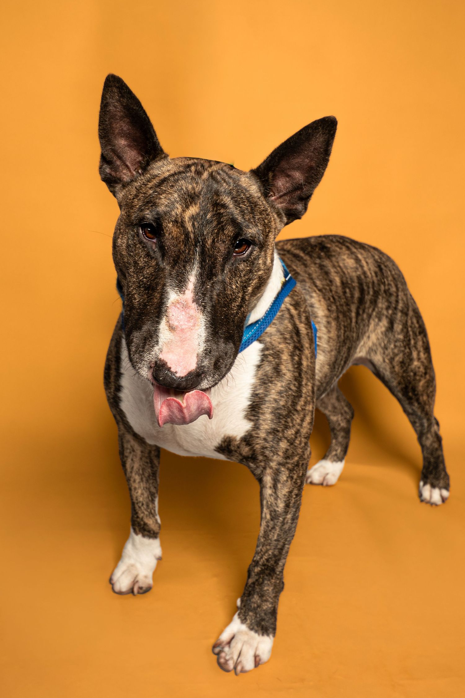 Brindle Bull Terrier dog with blue collar standing against bright orange background, licking its lips.