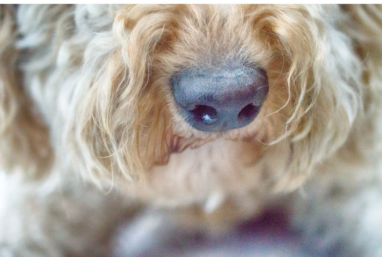 Close-up series of a fluffy goldendoodle dog's nose and face details.