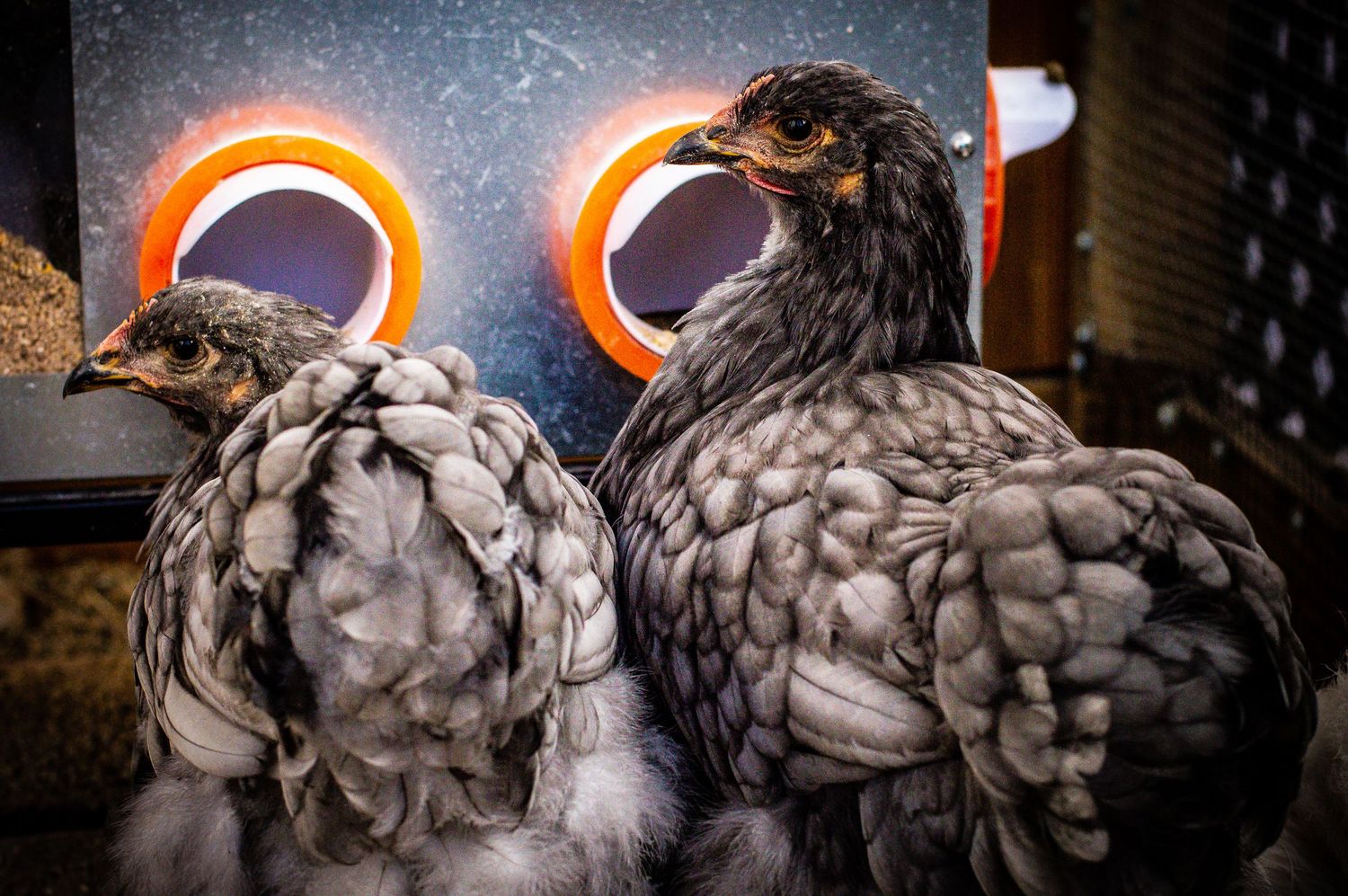 Close-up portraits of two silky chickens with textured feathers against a dark background.