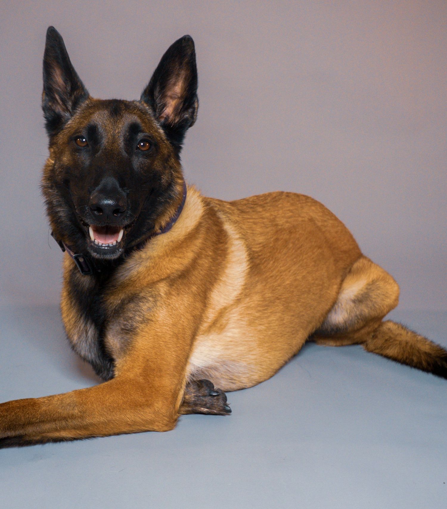 A Belgian Malinois dog lying down with alert ears, open mouth, and tan coat with black markings on a gray background.