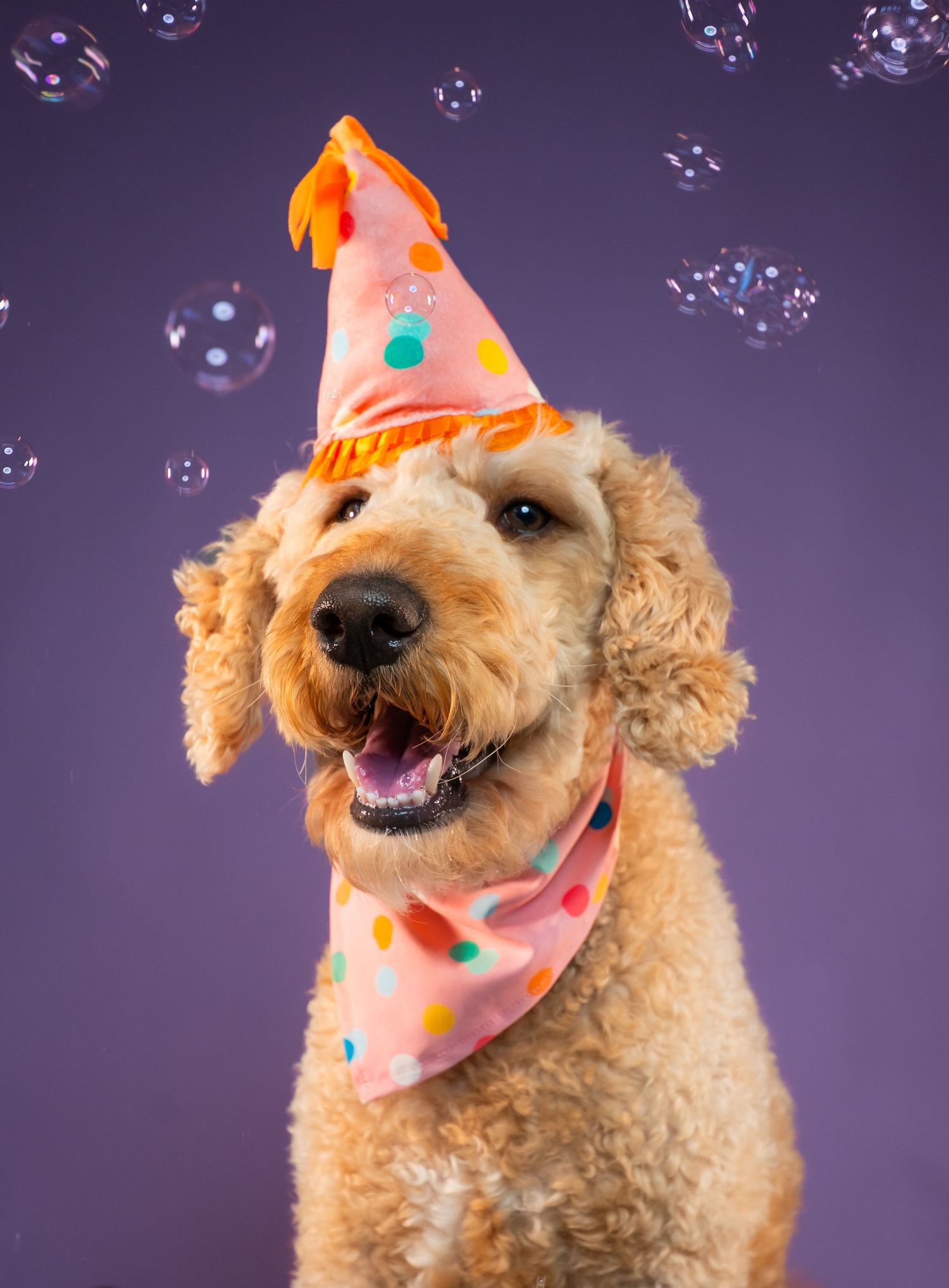 A happy golden doodle dog wearing a pink polka dot party hat and matching bandana surrounded by bubbles on purple background.