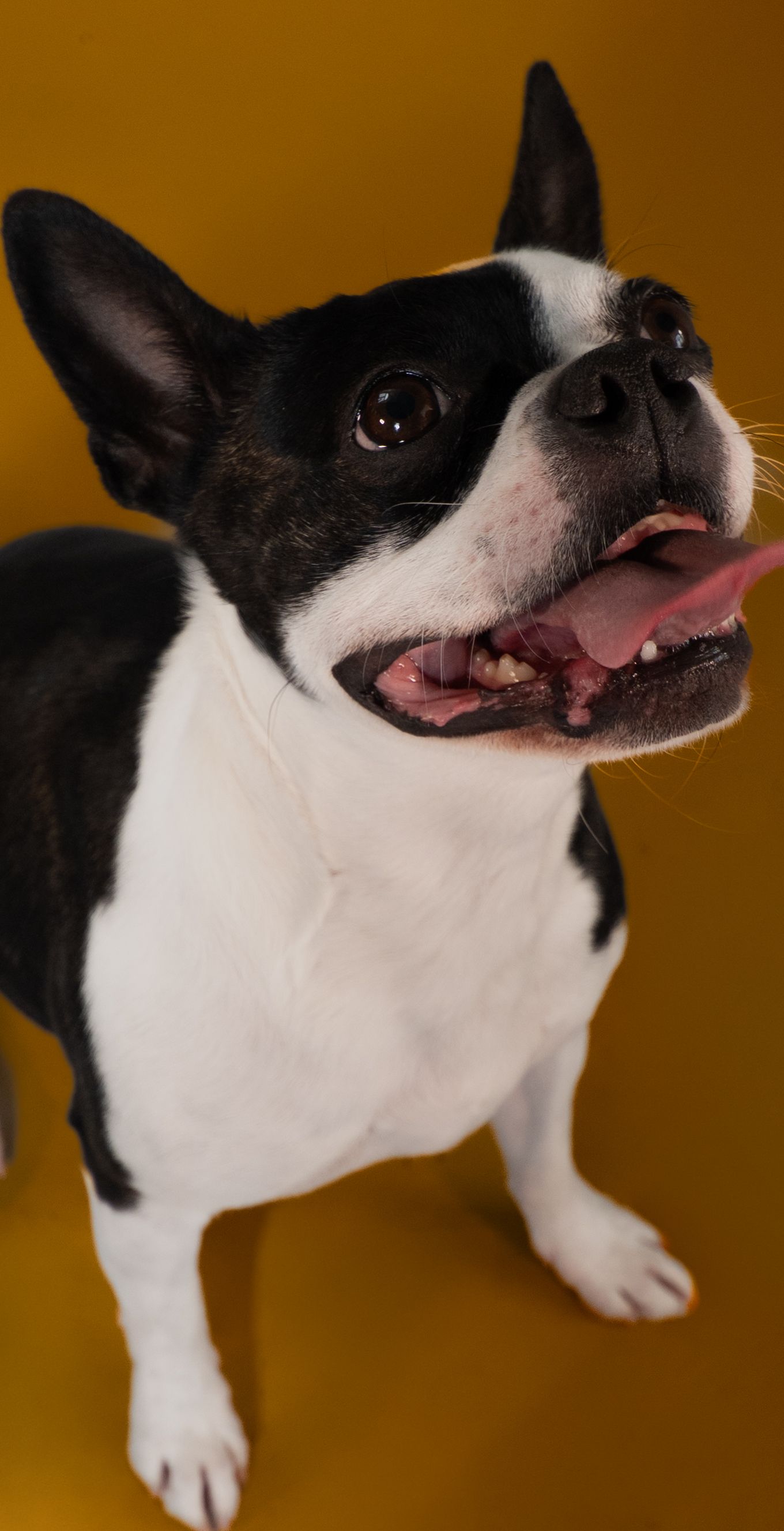 A black and white Chihuahua mix dog shows various playful expressions against a warm brown background.