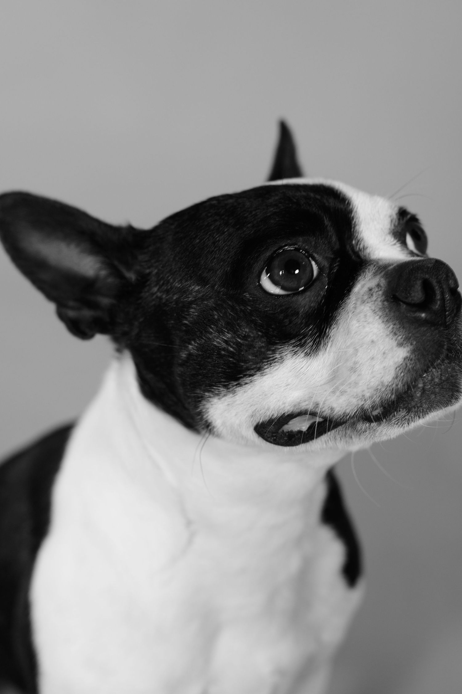 Close up portrait of black and white Boston Terrier in black and white photography.