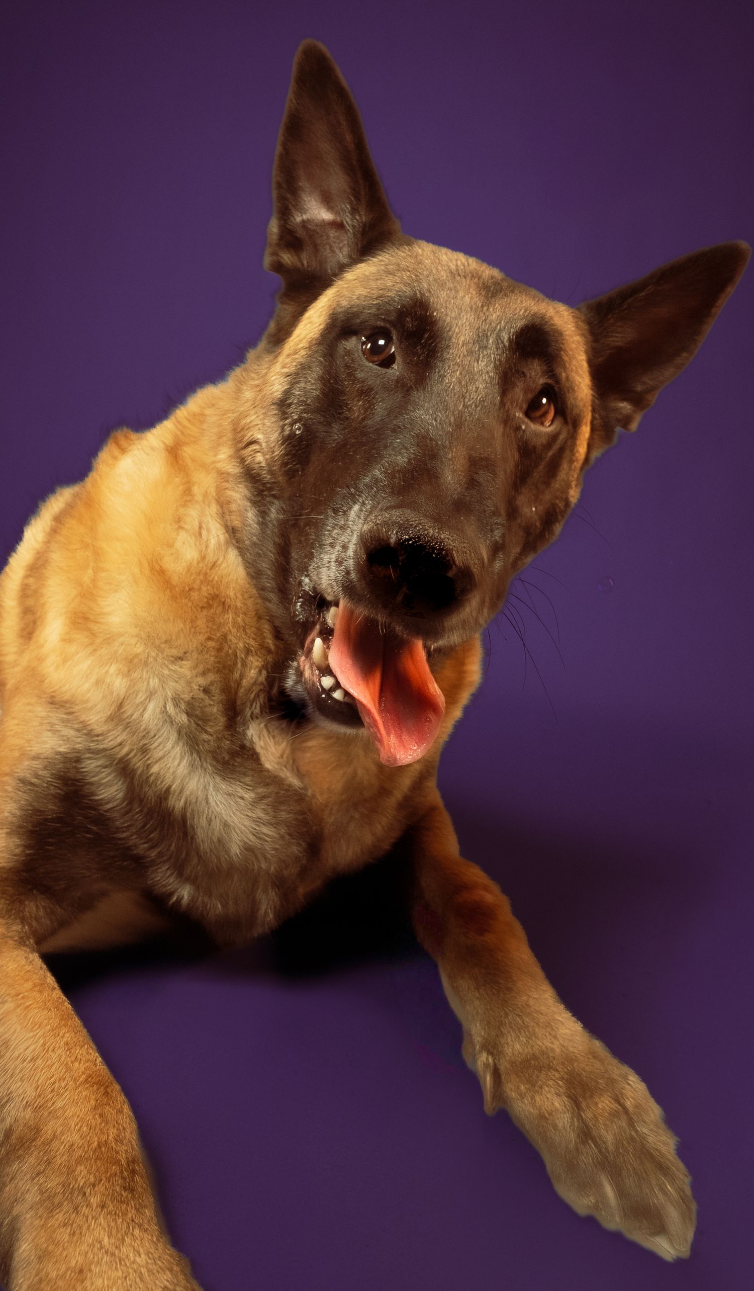 A Belgian Malinois dog shown in a series of expressive facial poses against a dark purple background.