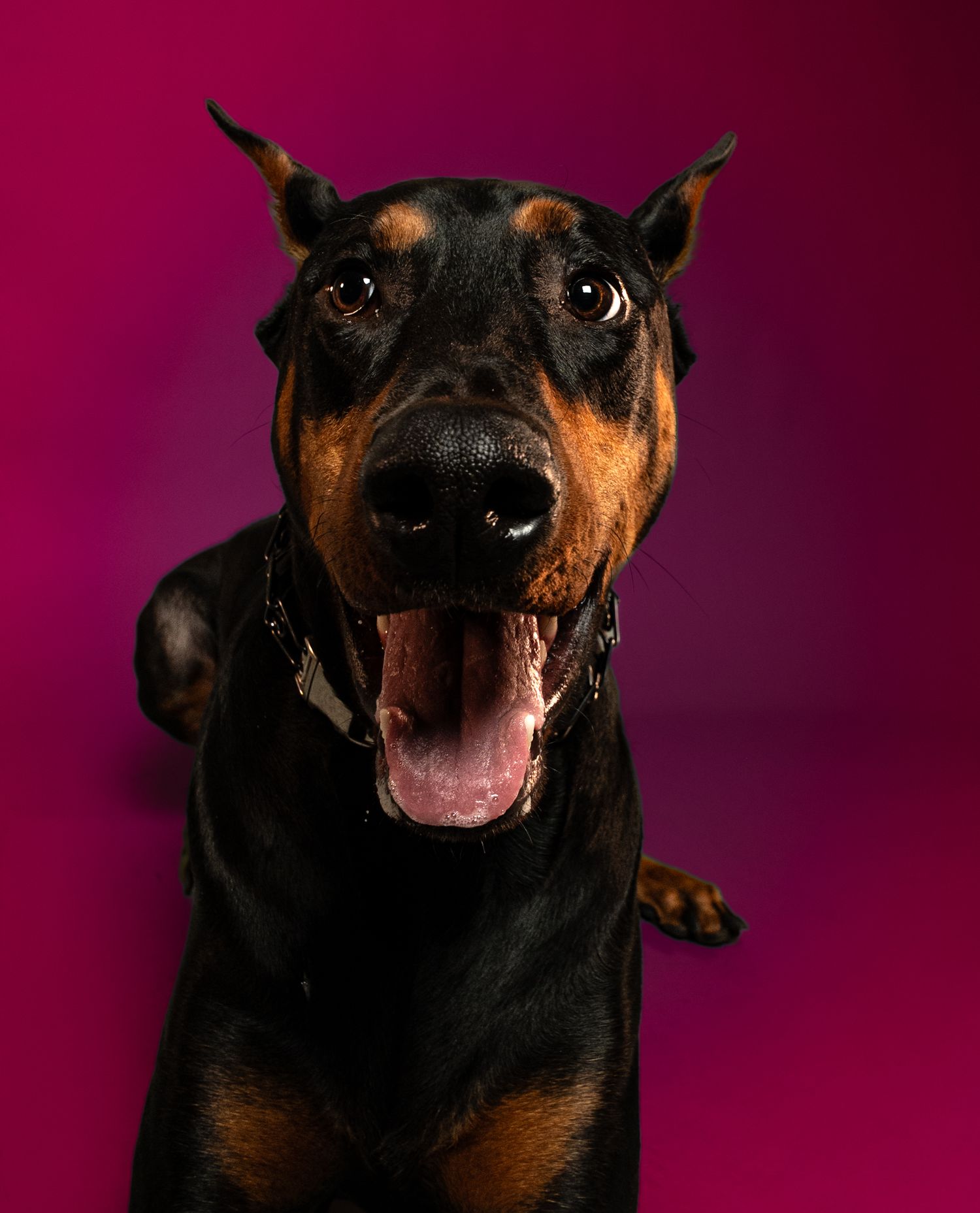 A Doberman dog with a happy expression and open mouth against a dark purple background.