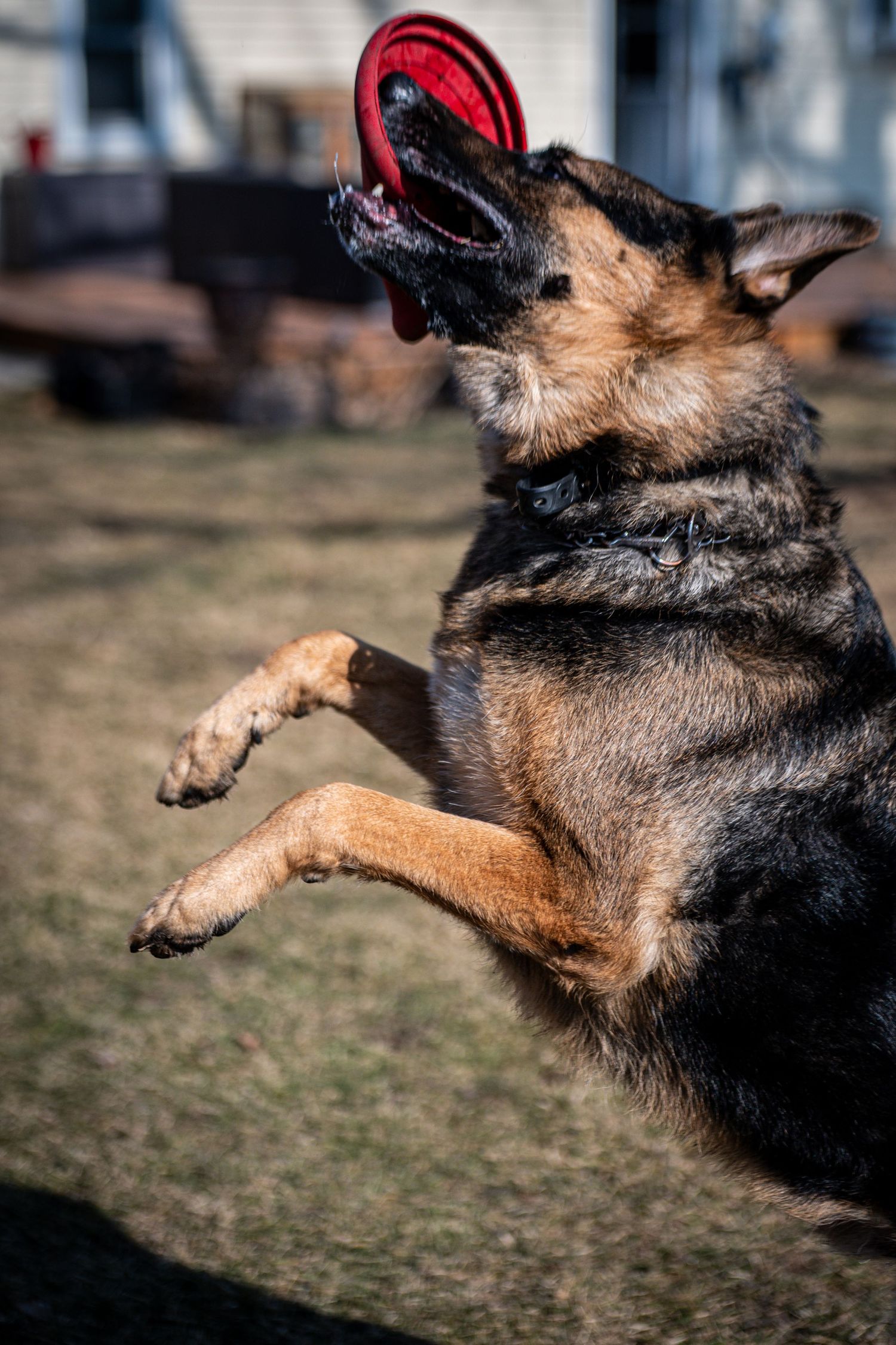 German Shepherd dog with red collar leaping and catching a ball in mid-air against blurred outdoor background.