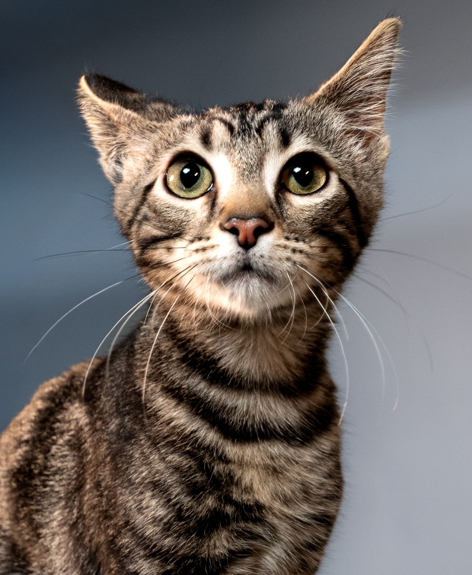 Close up portrait of a tabby cat with striking green eyes and striped fur pattern against a dark background.