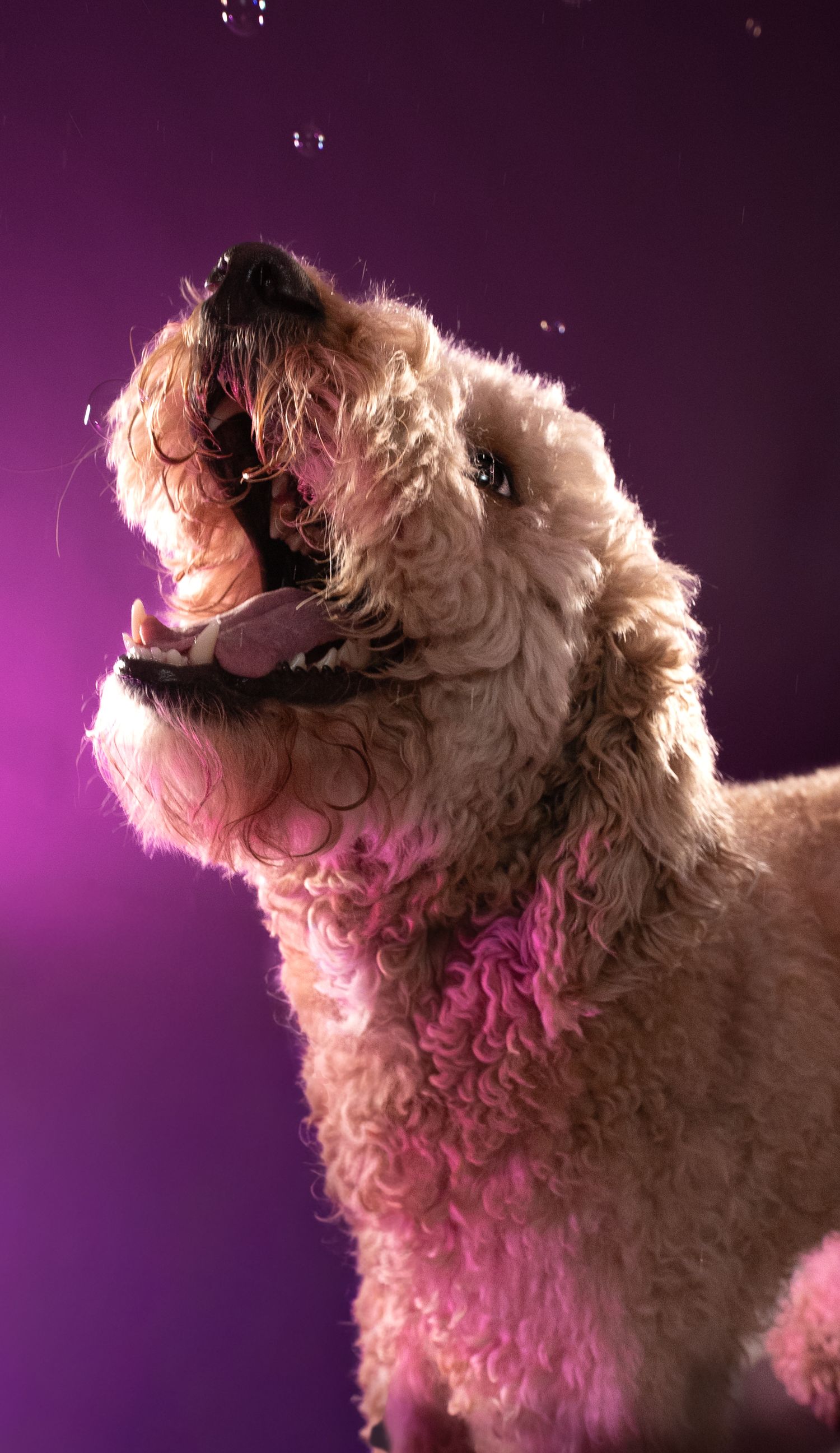 Goldendoodle dog portraits with dramatic purple lighting showing various animated expressions.