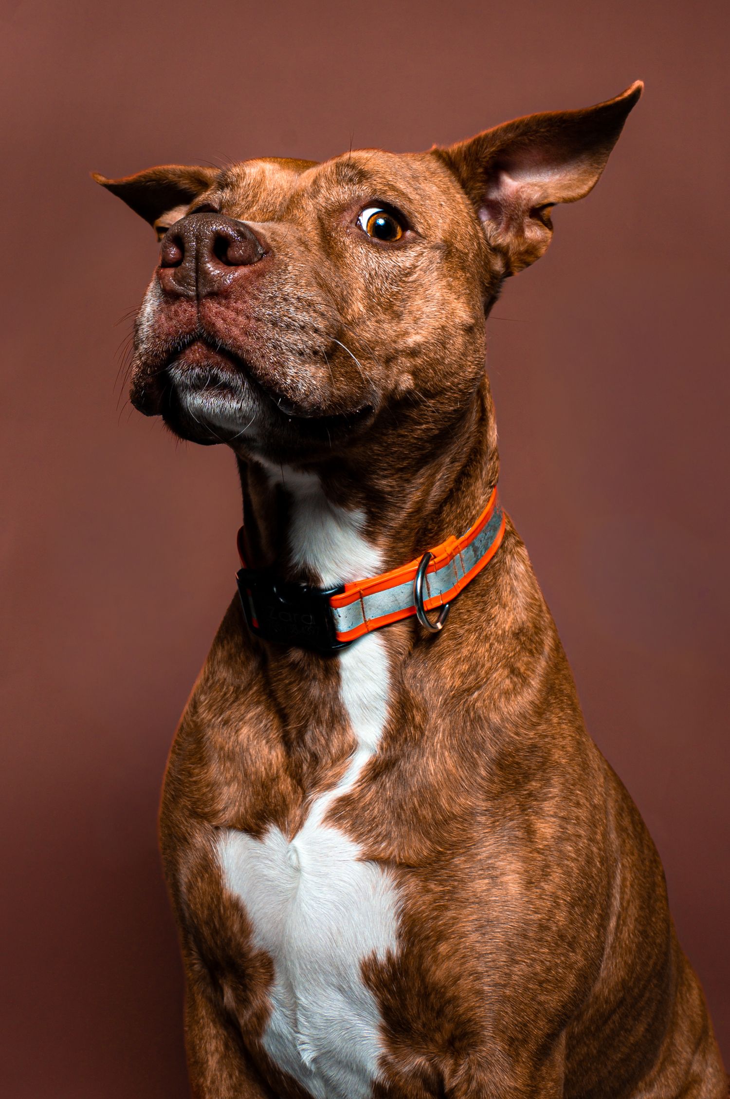 Brown and white dog with orange collar shown in profile sequence looking up and to the side against brown background.