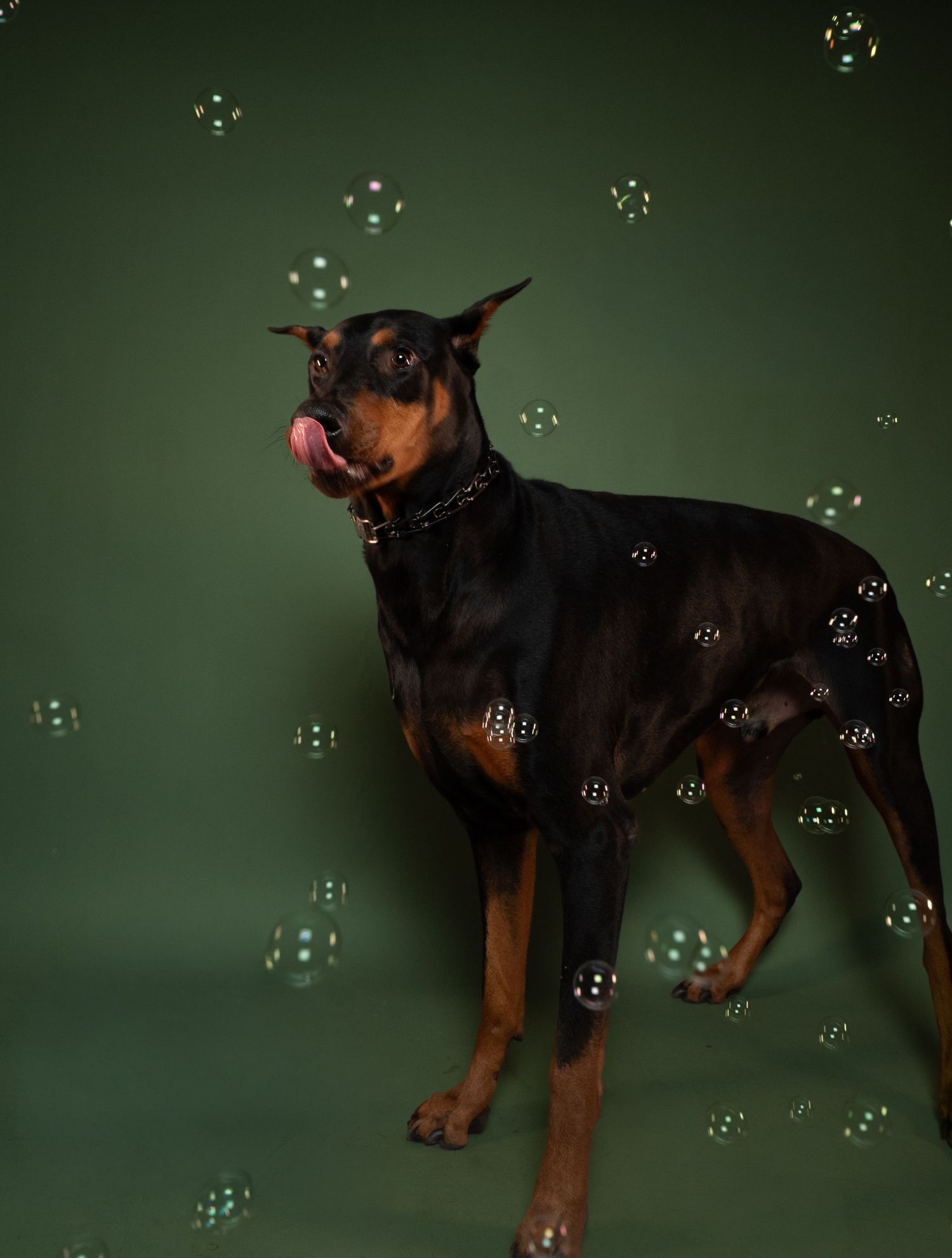 Doberman Pinscher standing alert against green background with floating soap bubbles.