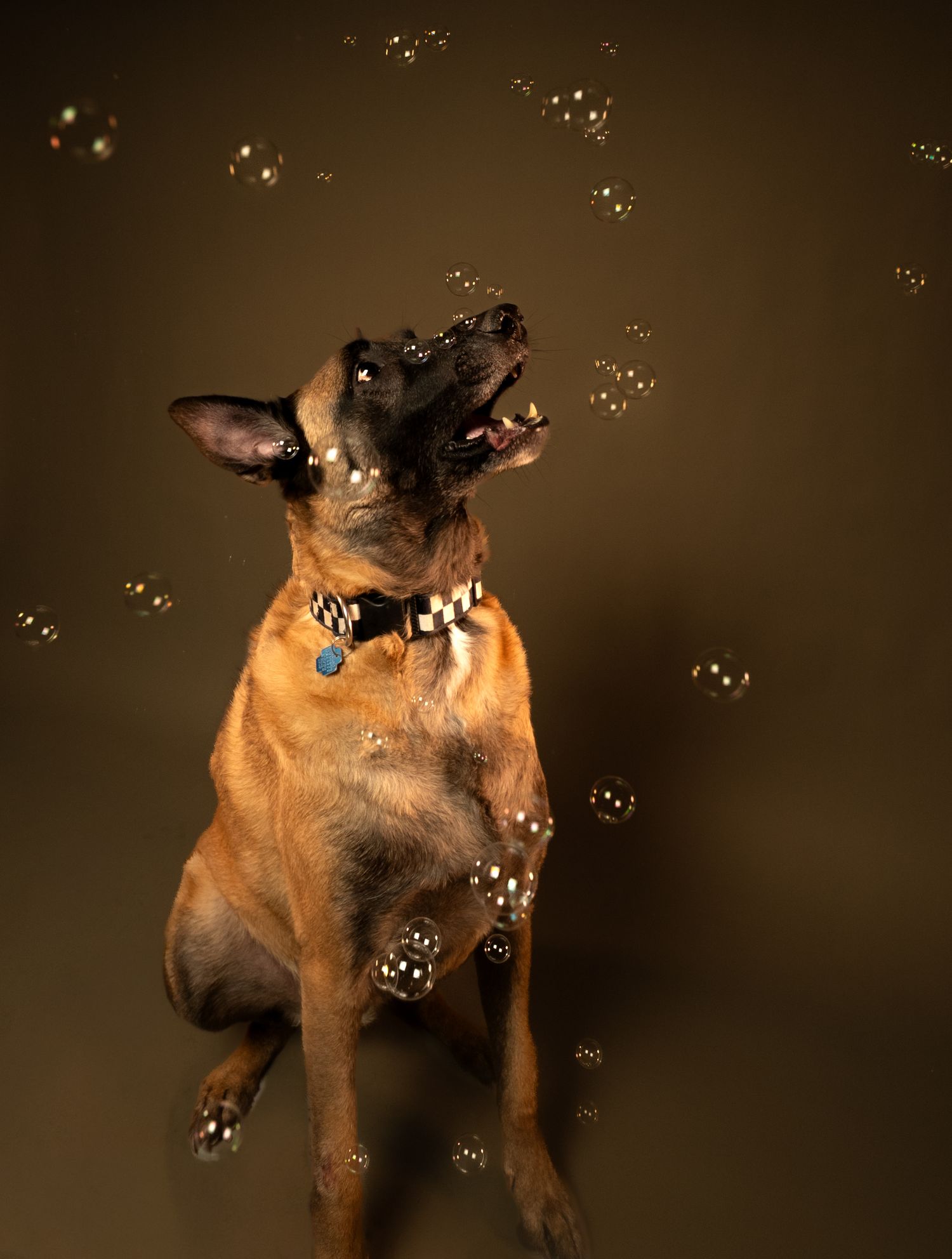 A curious brown dog playing with floating soap bubbles against a dark background.