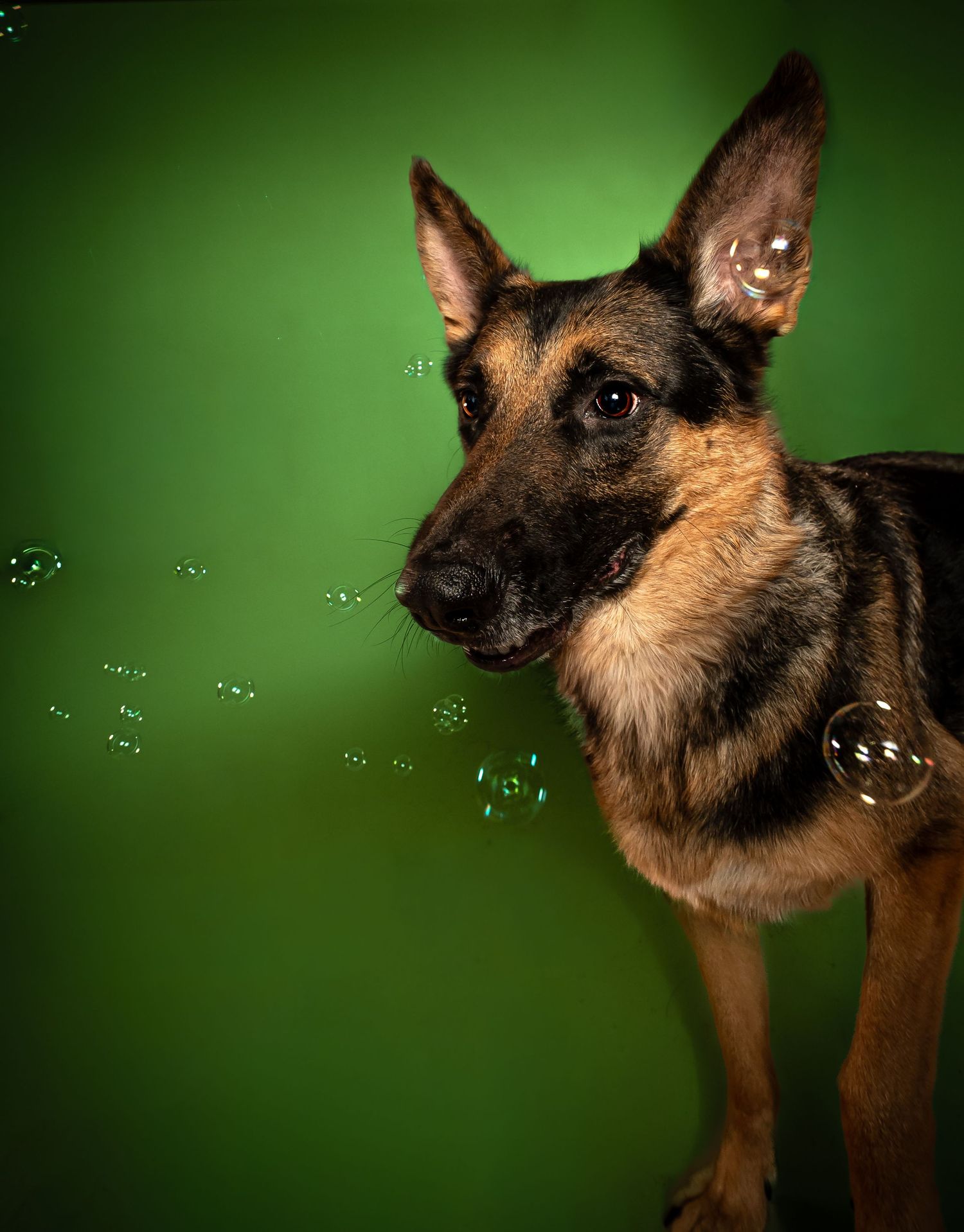 German Shepherd dog with soap bubbles floating around against a green background.