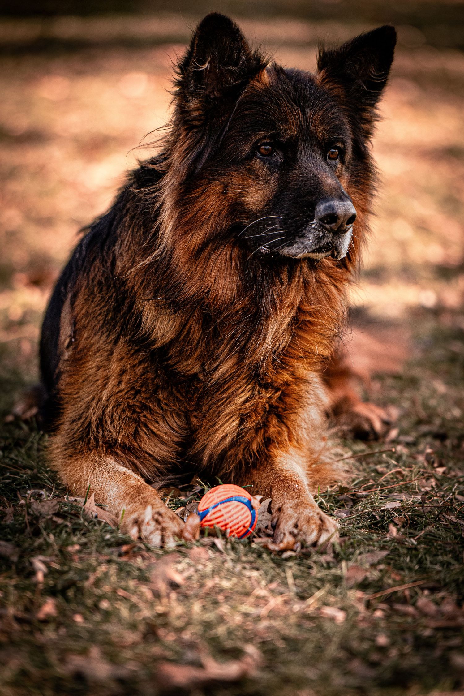 A brown and black dog plays with a colorful ball toy in a series of close-up shots on natural ground.